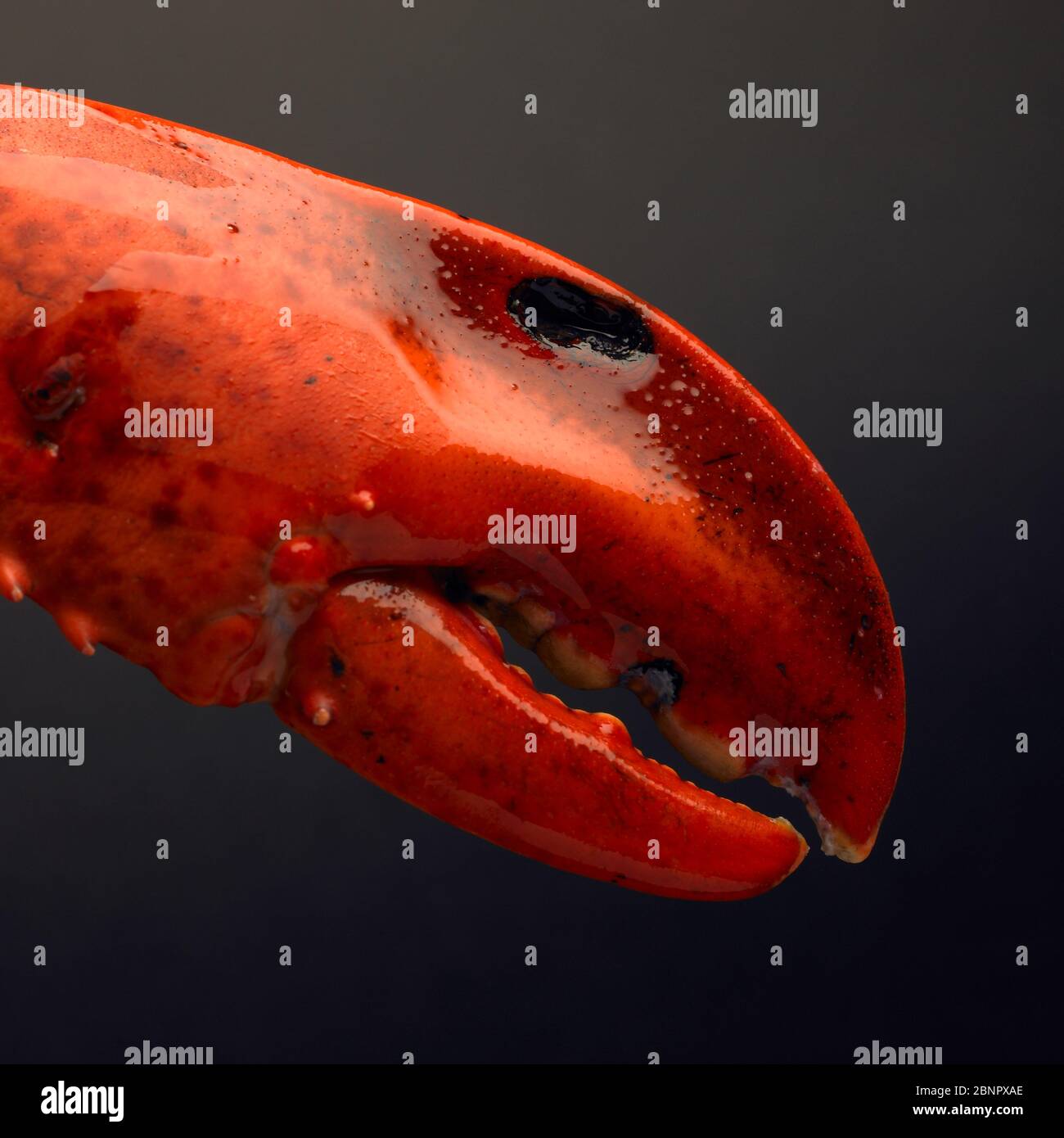 Lobster face hi-res stock photography and images - Alamy