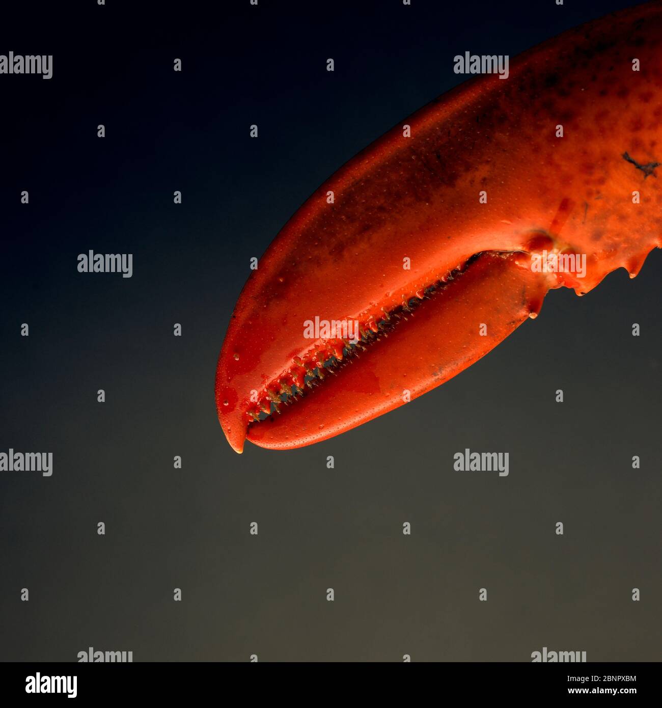 Fresh cooked Lobster claw Stock Photo Alamy