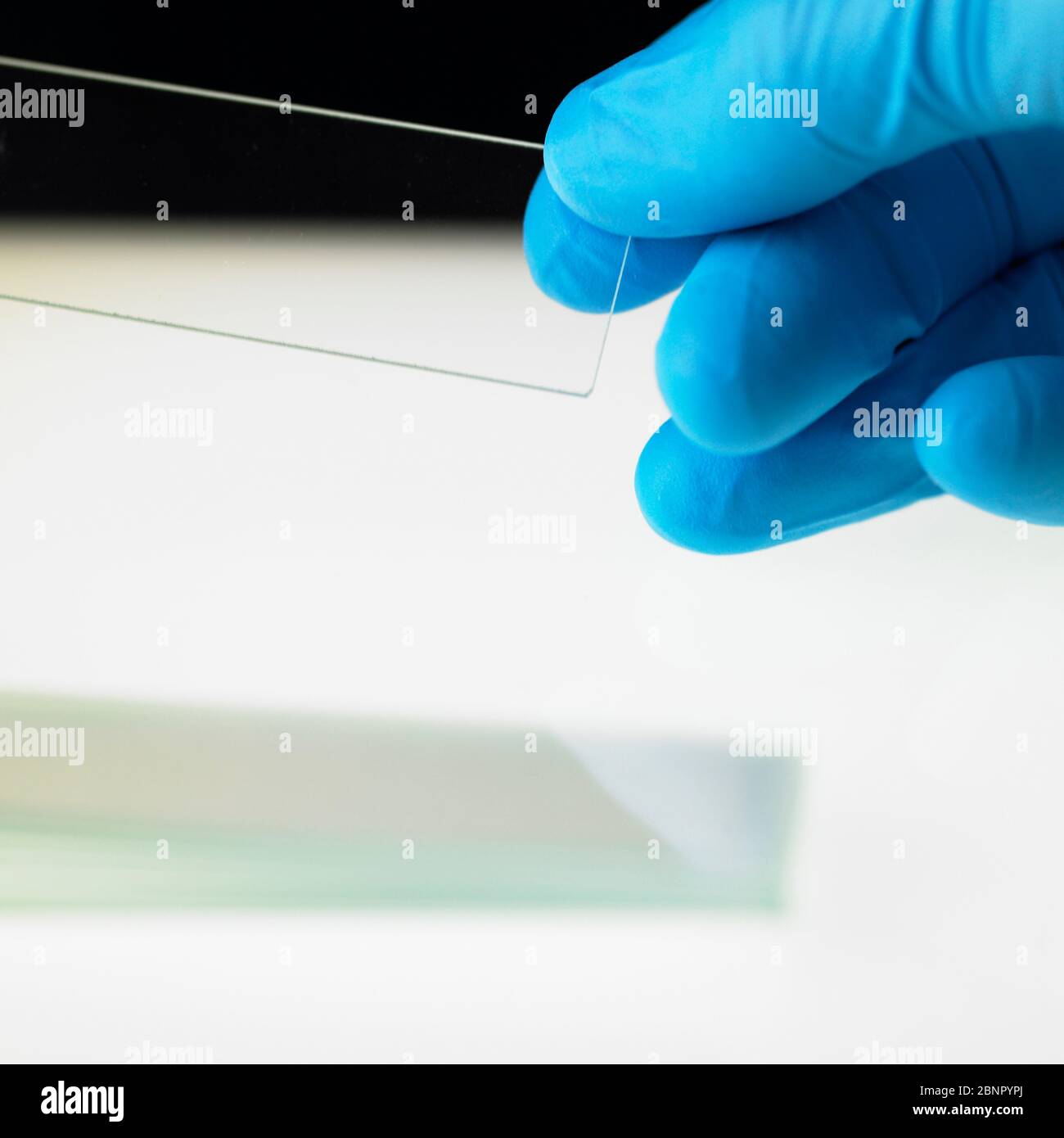Hand in protective glove holding glass microscope slide above a lightbox in a lab Stock Photo