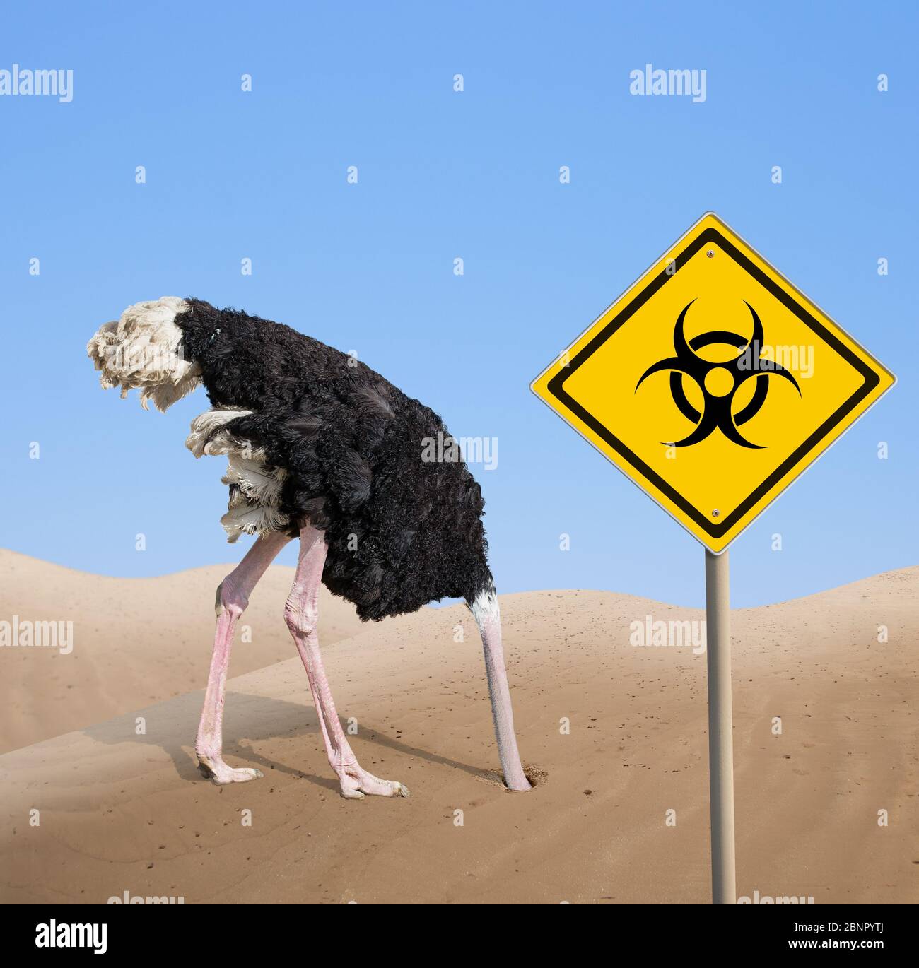 scared ostrich with head in sand near warning quarantine bio hazard signboard. Stock Photo