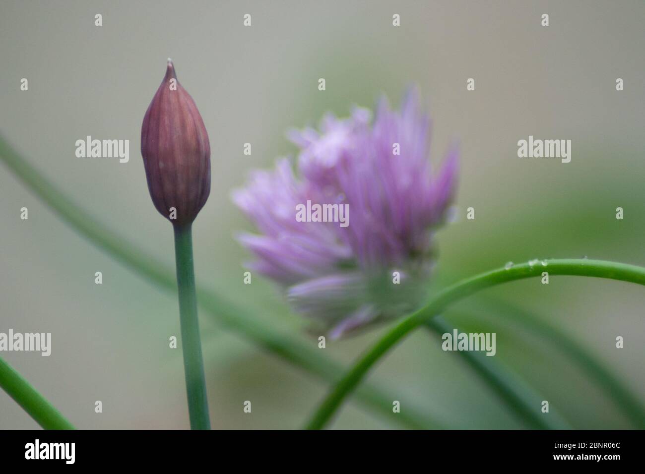 Chives, bud with seeds, Wild onion plant in bloom in the background