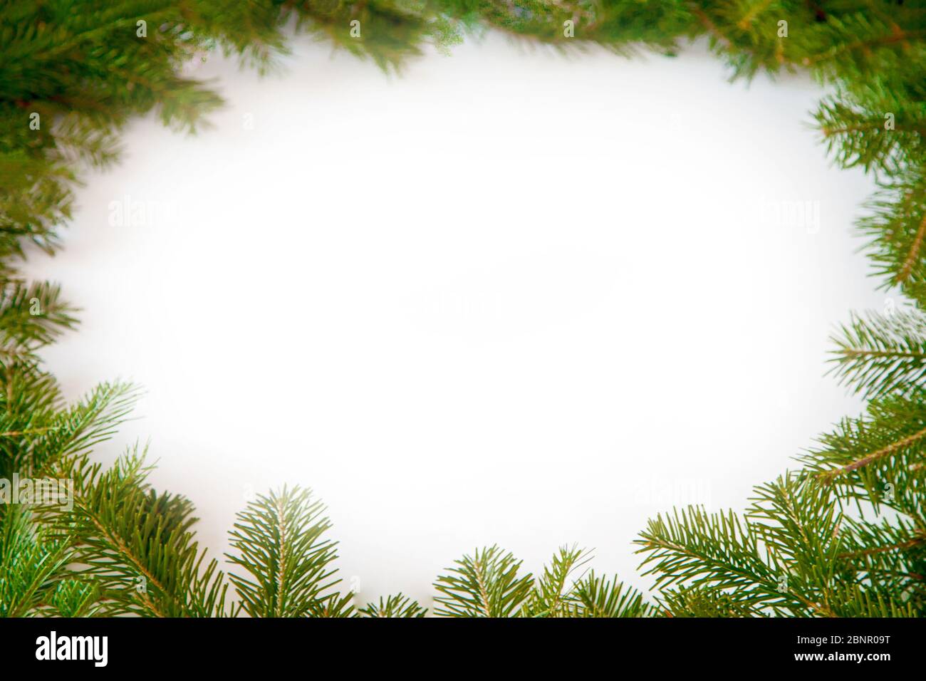 Christmas frame of the branches of pine, isolated on white background ...