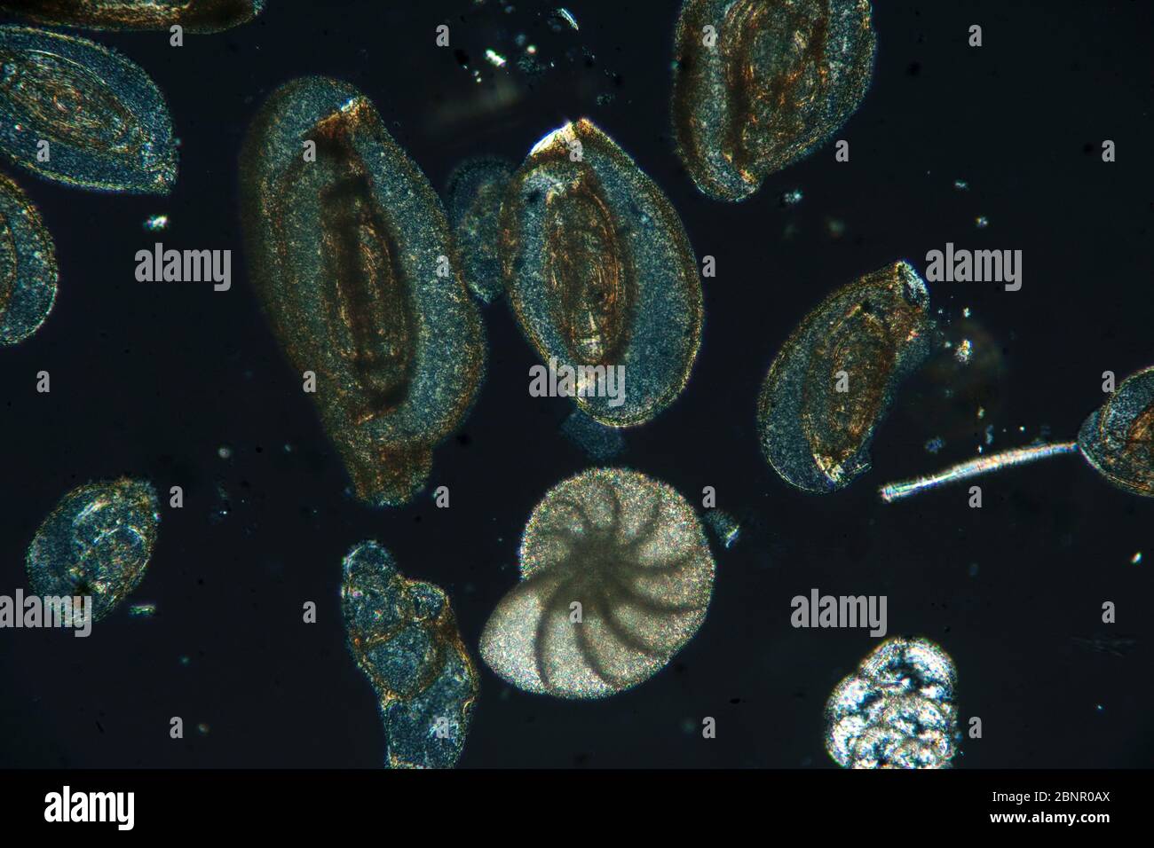 Foraminifera ameboid protists from the Adriatic Sea, photomicrograph in cross polarised light Stock Photo