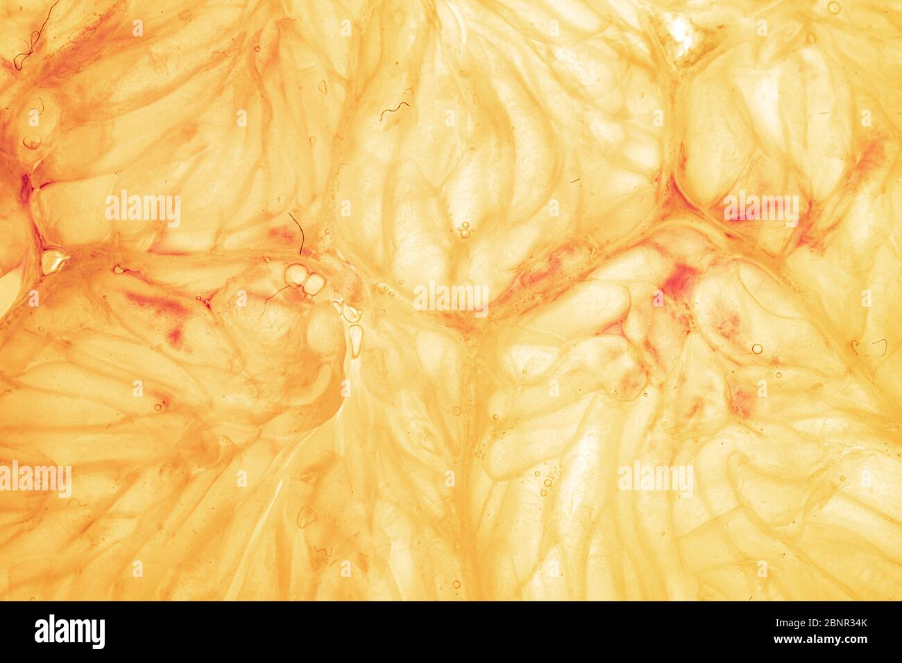 Orange and lemon slice isolated on background Stock Photo