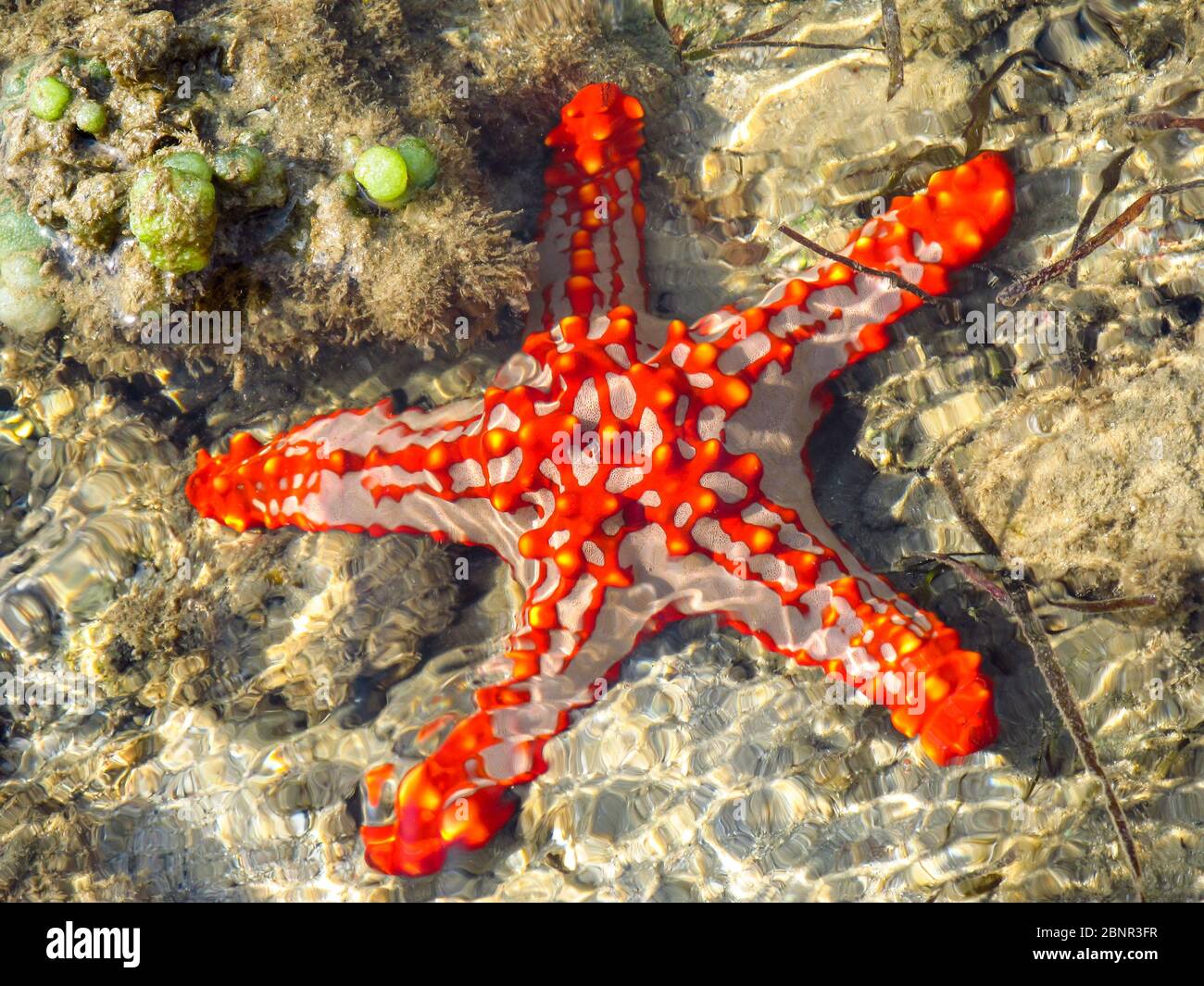A red, pink and yellow beaded starfish in the intertidal zone on the Maputo Bay side of Inhaca Island, Mozambique Stock Photo