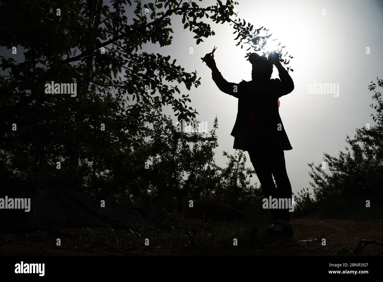 (200516) -- JUXIAN COUNTY, May 16, 2020 (Xinhua) -- Yu Shu'ai tends apple trees in an orchard by the Qingfengling reservoir in Anzhuang Township of Juxian County, Rizhao, east China's Shandong Province, May 12, 2020. When Yu Shu'ai lost her husband in 2012, life turned downright hard -- the medical bills had drained all her family savings, leaving Yu and her son in financial strain. In 2014, when the local government of Anzhuang invited Yu to join one of the township's poverty alleviation projects, her living conditions began to improve. To help impoverished people shake off poverty, An Stock Photo