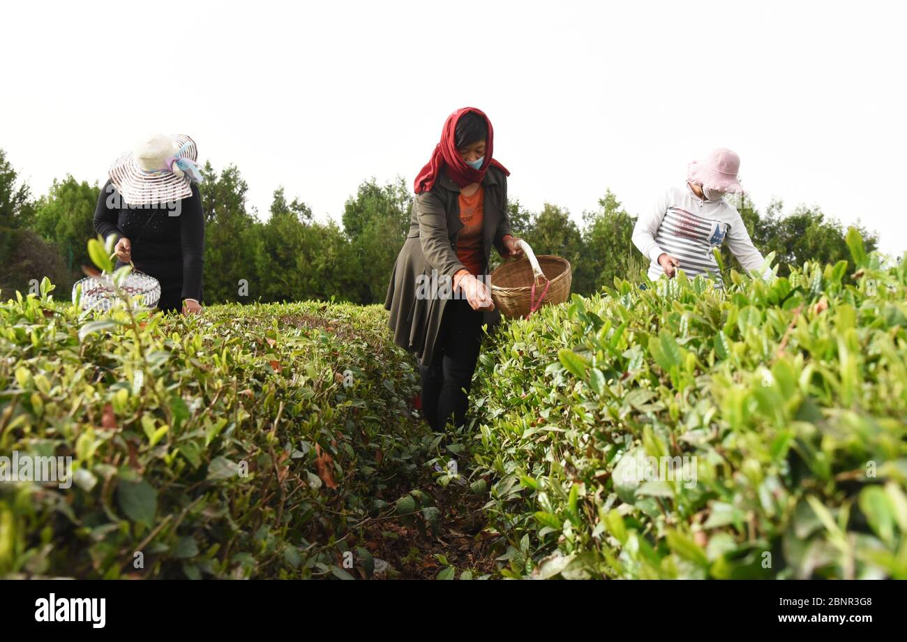 (200516) -- JUXIAN COUNTY, May 16, 2020 (Xinhua) -- Yu Shu'ai (C) and other villagers work in a tea plantation by the Qingfengling reservoir in Anzhuang Township of Juxian County, Rizhao, east China's Shandong Province, May 12, 2020. When Yu Shu'ai lost her husband in 2012, life turned downright hard -- the medical bills had drained all her family savings, leaving Yu and her son in financial strain. In 2014, when the local government of Anzhuang invited Yu to join one of the township's poverty alleviation projects, her living conditions began to improve. To help impoverished people shak Stock Photo