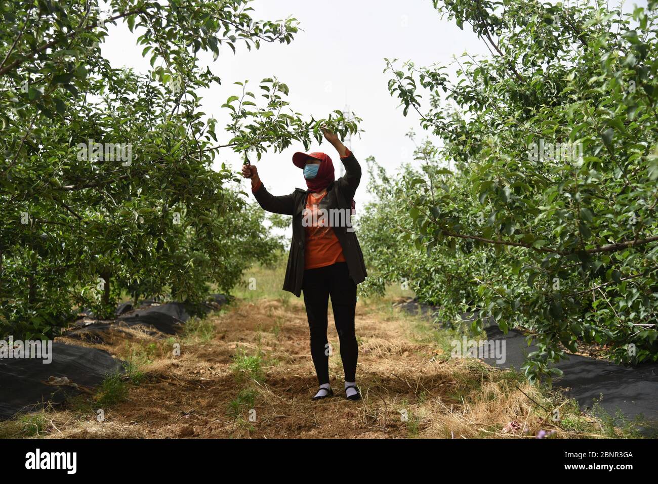 (200516) -- JUXIAN COUNTY, May 16, 2020 (Xinhua) -- Yu Shu'ai tends apple trees in an orchard by the Qingfengling reservoir in Anzhuang Township of Juxian County, Rizhao, east China's Shandong Province, May 12, 2020. When Yu Shu'ai lost her husband in 2012, life turned downright hard -- the medical bills had drained all her family savings, leaving Yu and her son in financial strain. In 2014, when the local government of Anzhuang invited Yu to join one of the township's poverty alleviation projects, her living conditions began to improve. To help impoverished people shake off poverty, An Stock Photo