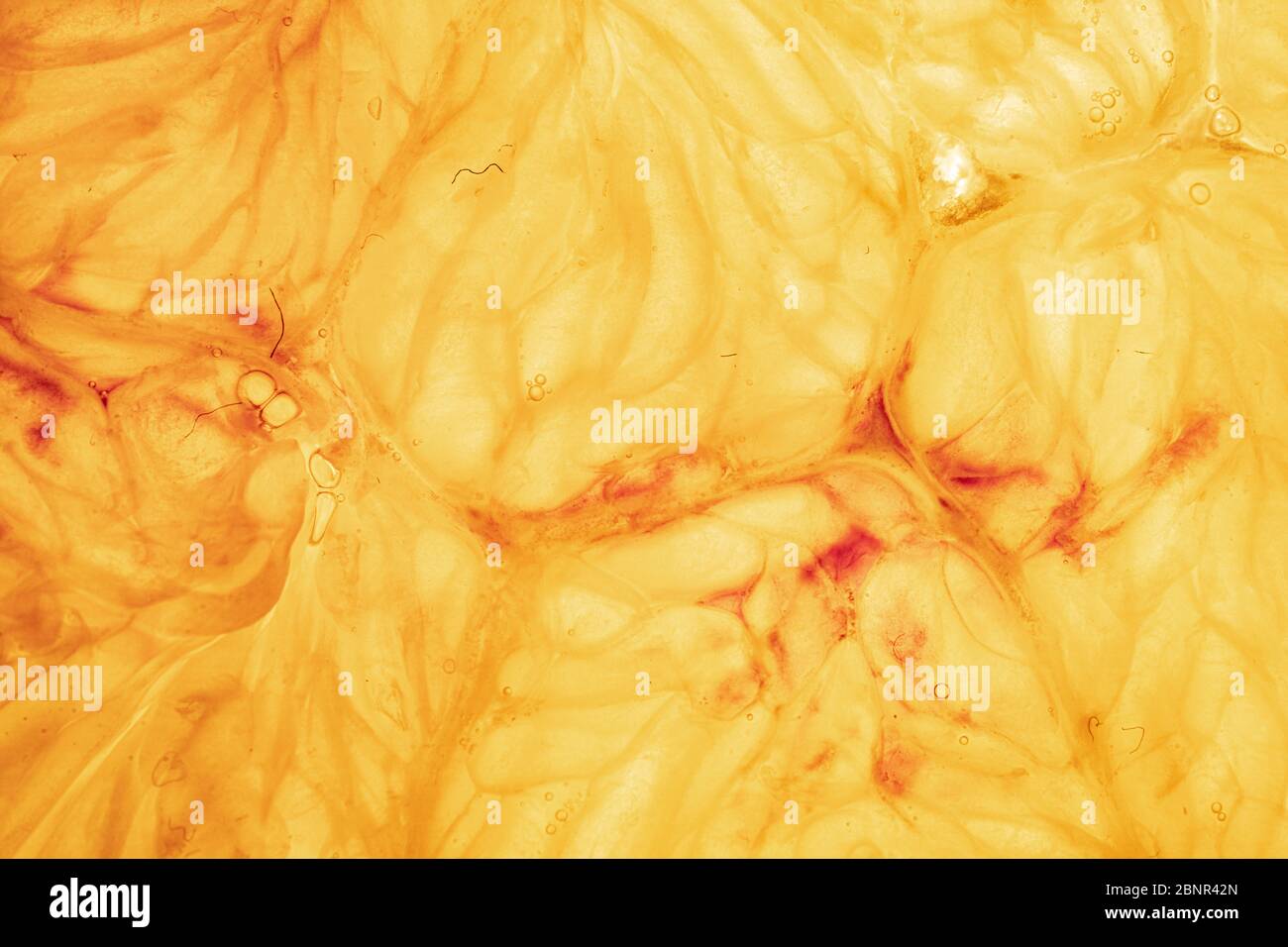 Orange and lemon slice isolated on background Stock Photo