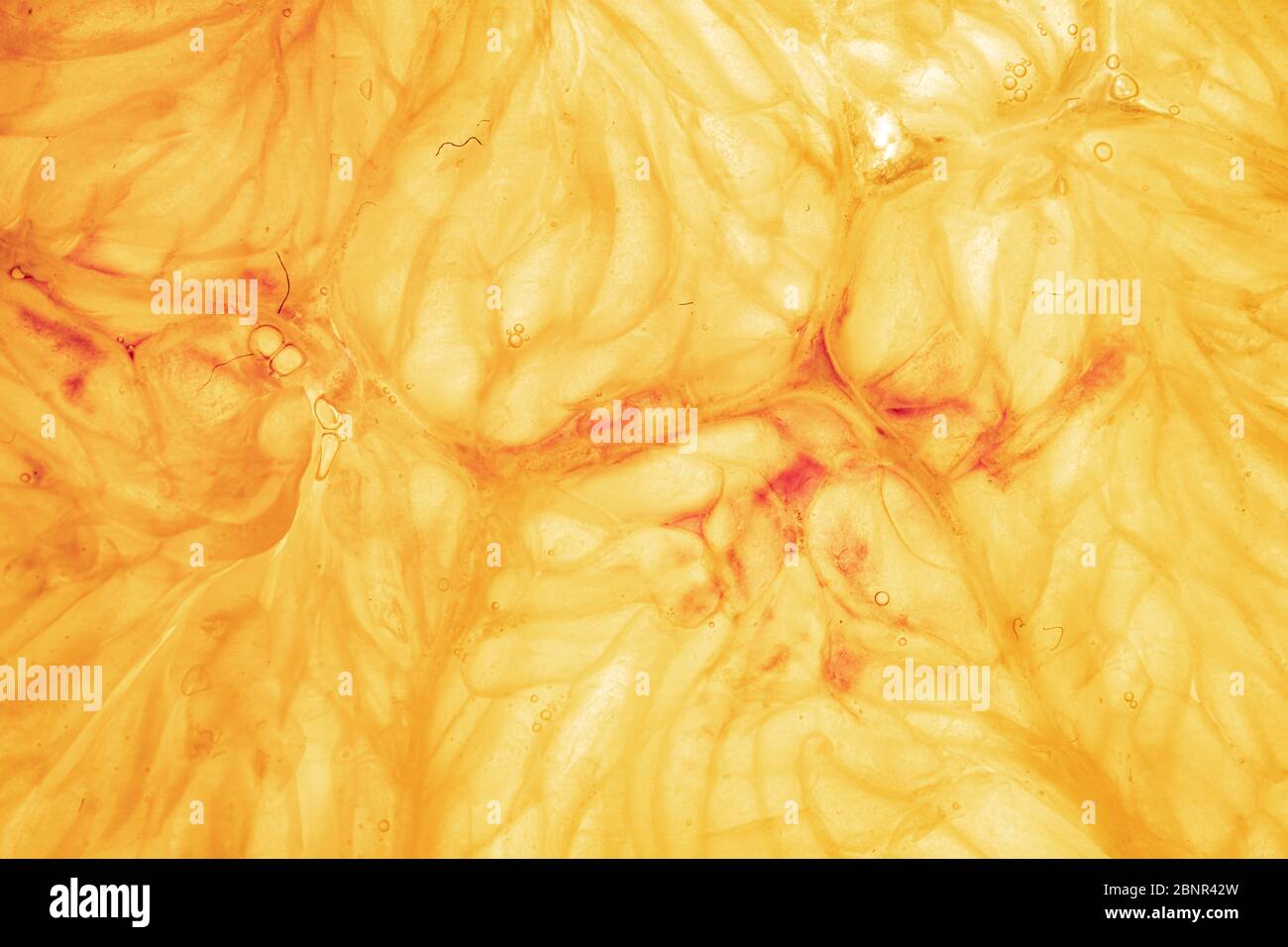 Orange and lemon slice isolated on background Stock Photo