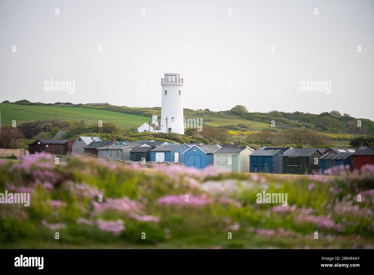 Portland Bill, Dorset, UK. 16th MAY, 2020. UK Weather. Colourful Sea Thrift wild flower beach huts and the old lighthouse in the early morning. Credit: Dan Tucker/Alamy Live Stock Photo
