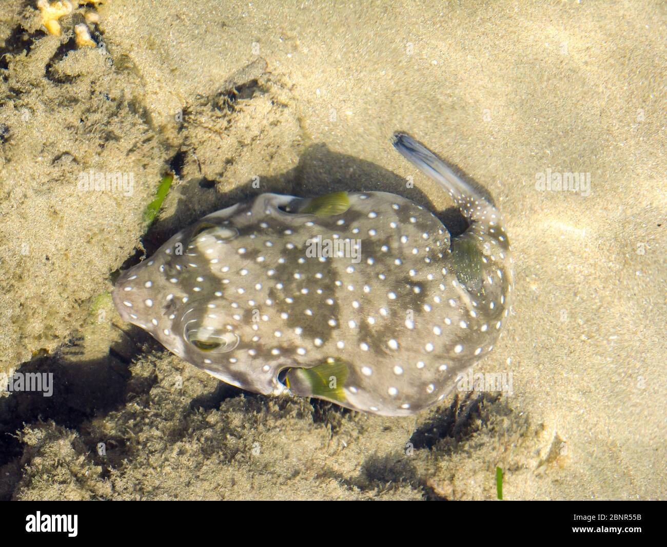 A small white-spotted puffer fish (Arothron hispidus) in a tidal pool on the west coast of Inhaca Island in Maputo Bay, Mozambique Stock Photo
