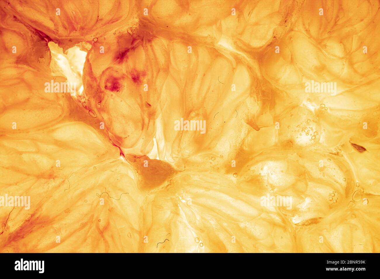 Orange and lemon slice isolated on background Stock Photo