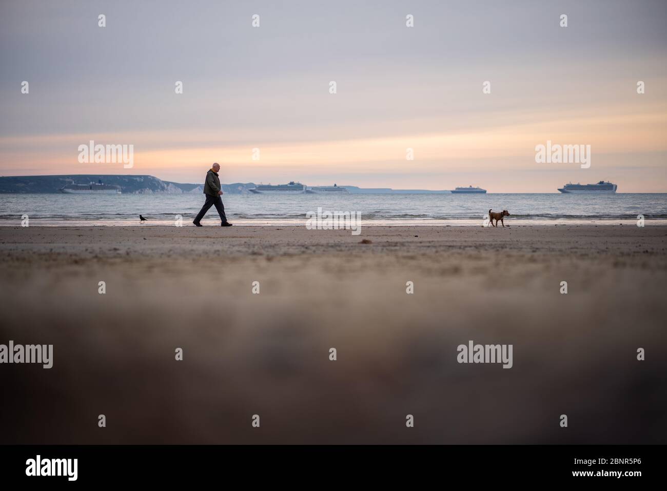 Portland Bill, Dorset, UK. 16th MAY, 2020. UK Weather. A man walks his dog down the beach in the early morning, in the distance five cruise ships in anchor at weymouth bay in Dorset due to the cruising industry shutting down during the coronavirus lockdown. Credit: DTNews/Alamy Live Stock Photo