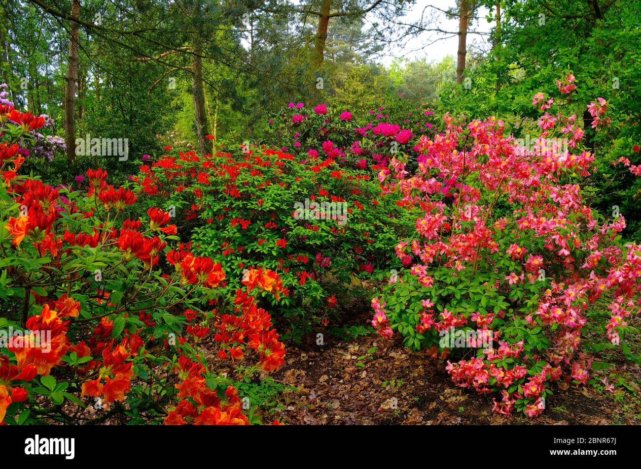 Rhododendron park germany hi-res stock photography and images - Alamy