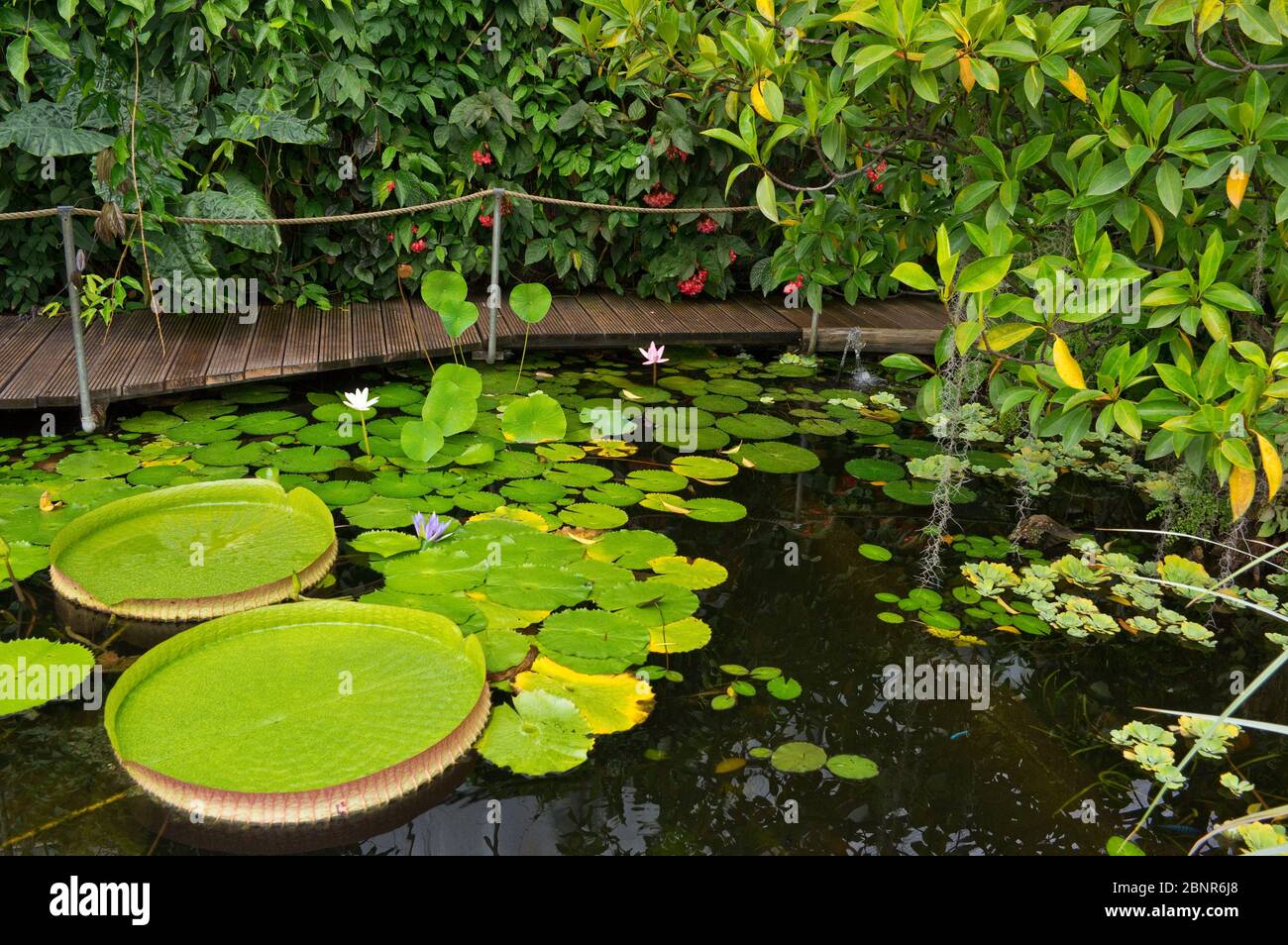 Lotus House High Resolution Stock Photography And Images Alamy
