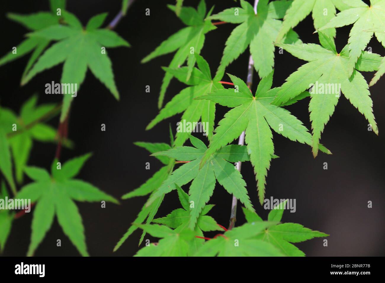 Close up photo of lush maple leaves in the fresh green season Stock Photo