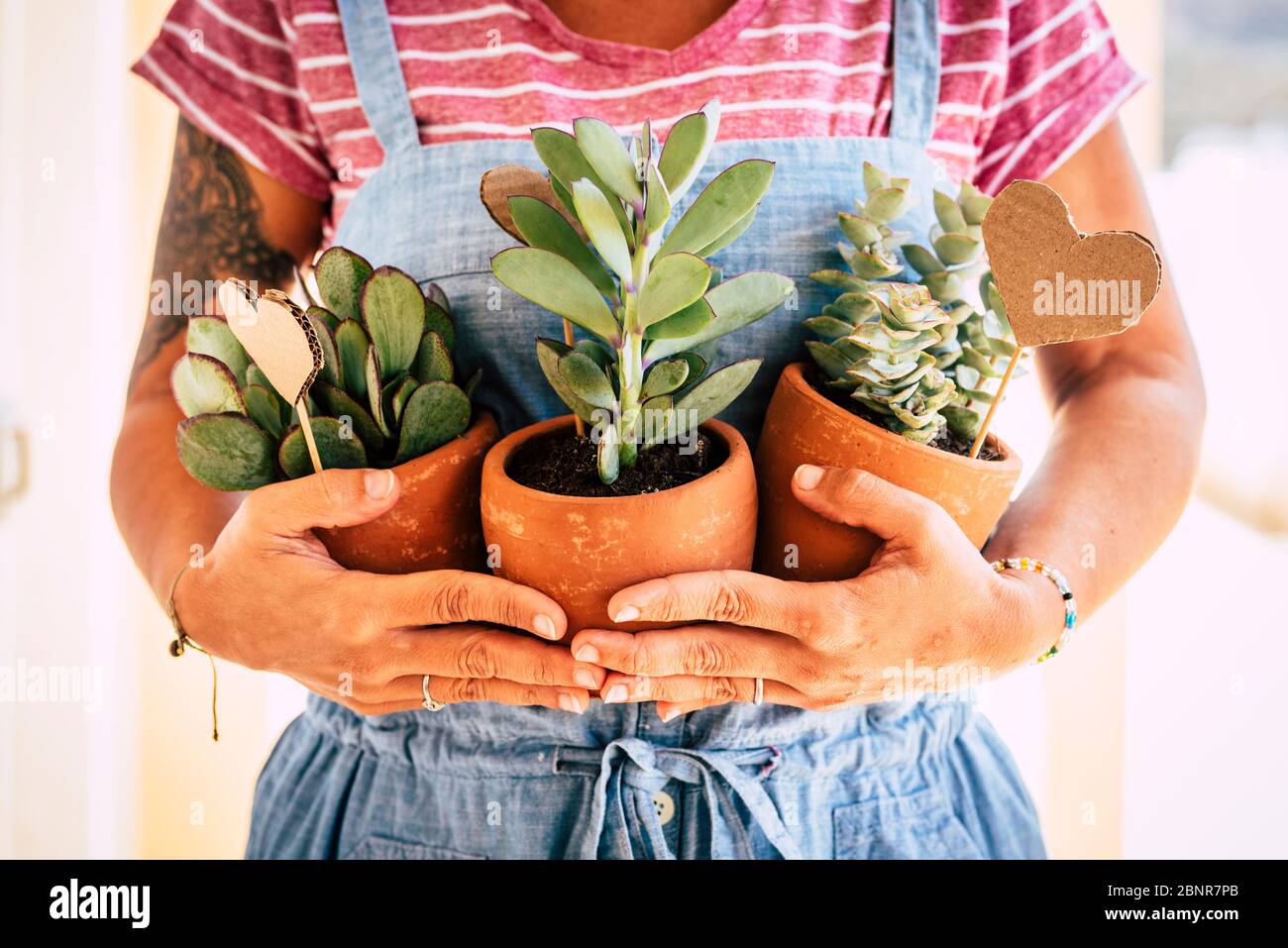 Home housewife caucasian adult woman holding three tropical plants - gardening job and work for people who loves nature - concept of garden and interior decoration - wokring in garden shop store business Stock Photo