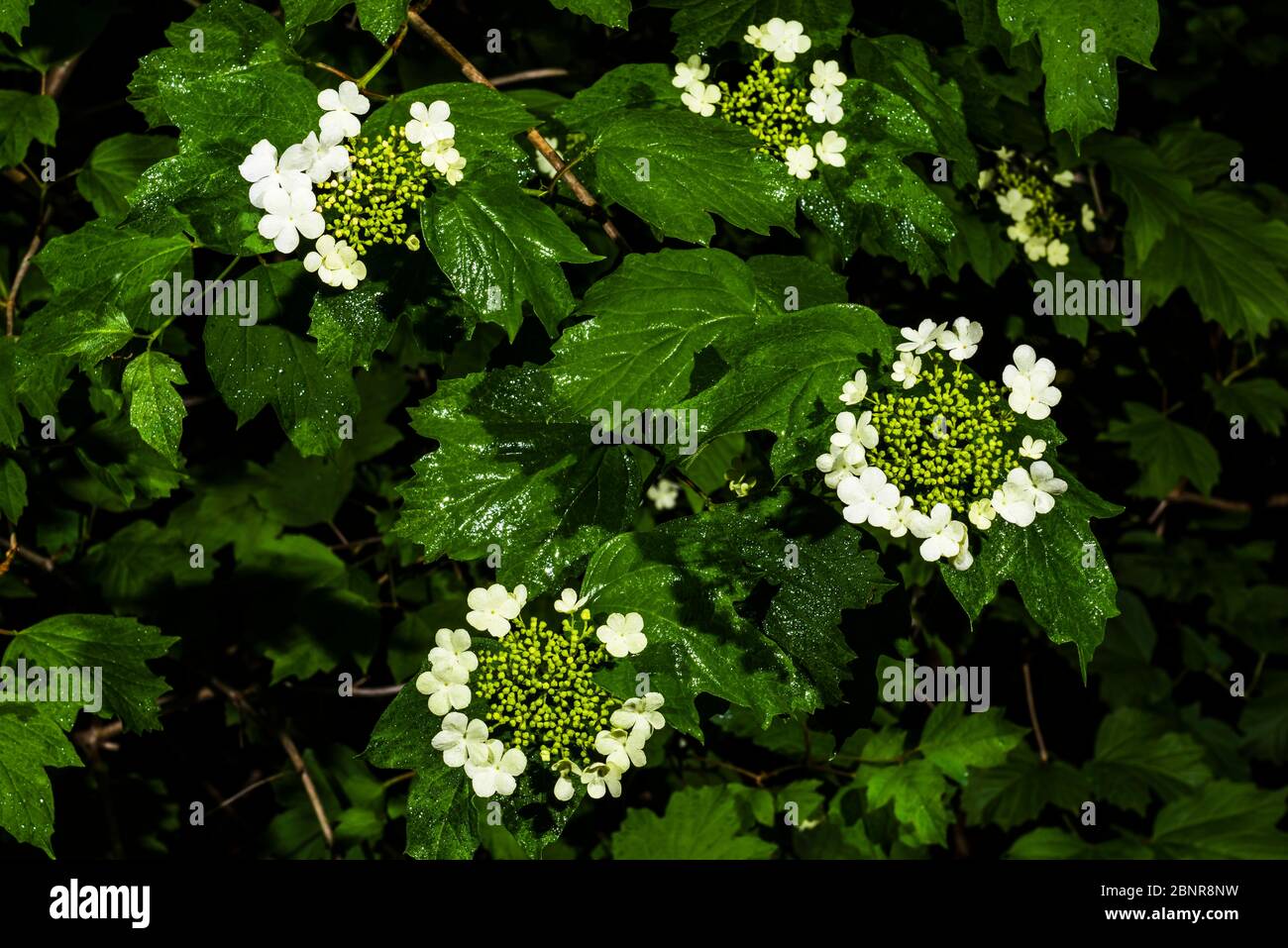 Outside close-up in the rain of a Viburnum opulus (Guelder Rose) Stock Photo