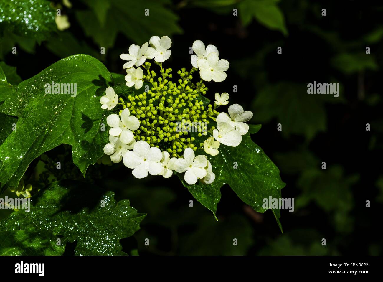 Outside close-up of a Viburnum opulus (Guelder Rose) with rain drops Stock Photo