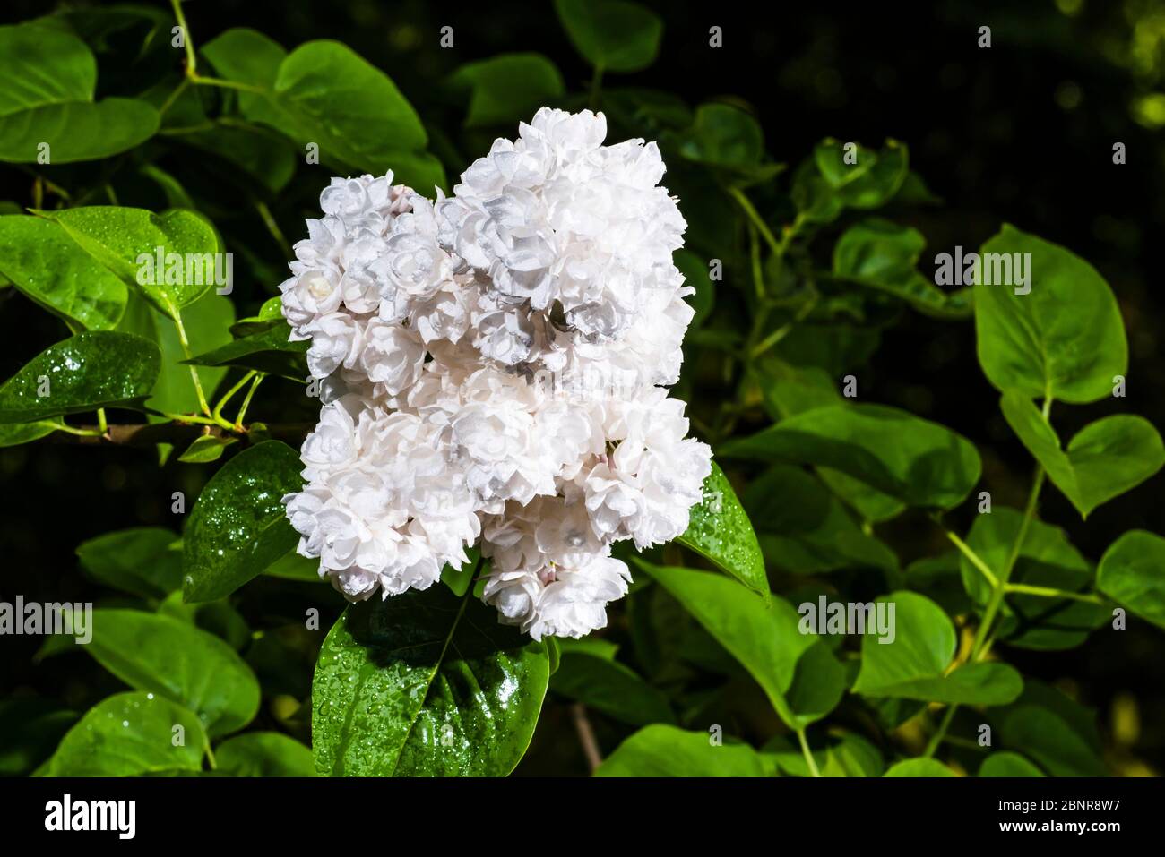 Outside close-up in the rain of a Syringa vulgaris (Beauty of Moscow) Stock Photo