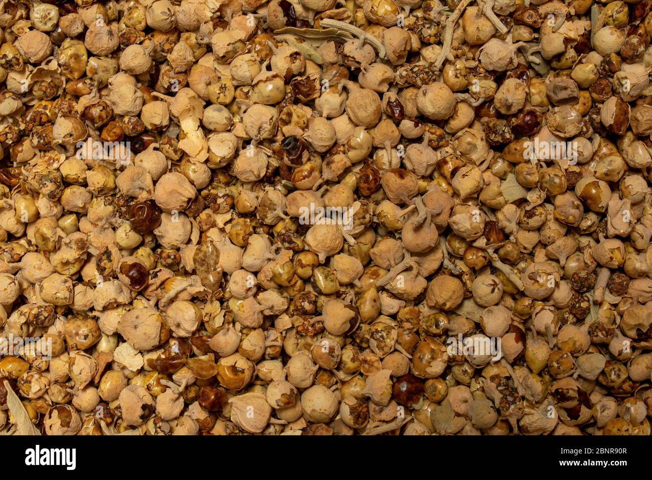 Paner phool ashwagandha Plant fruits, dry seed, dry flower Stock Photo