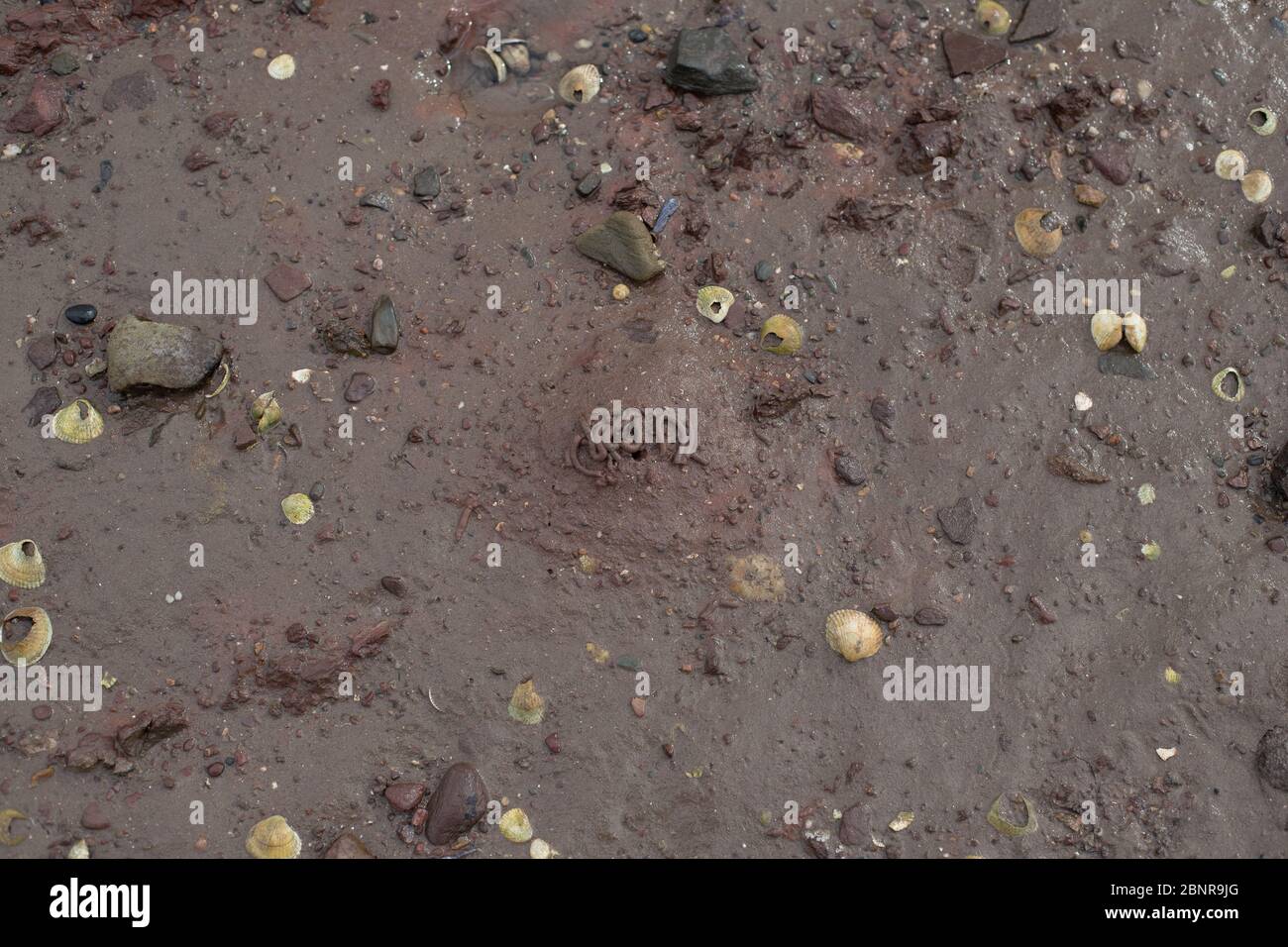 Worm cast on muddy beach. Stock Photo