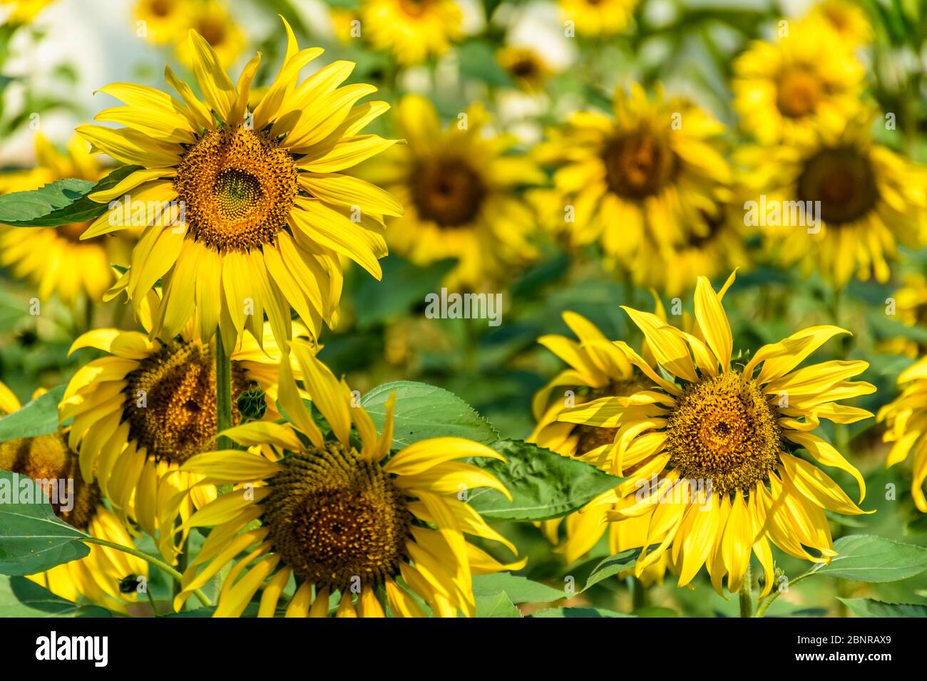 Field of flowering sunflowers in sunshine in Chiang Mai, northern