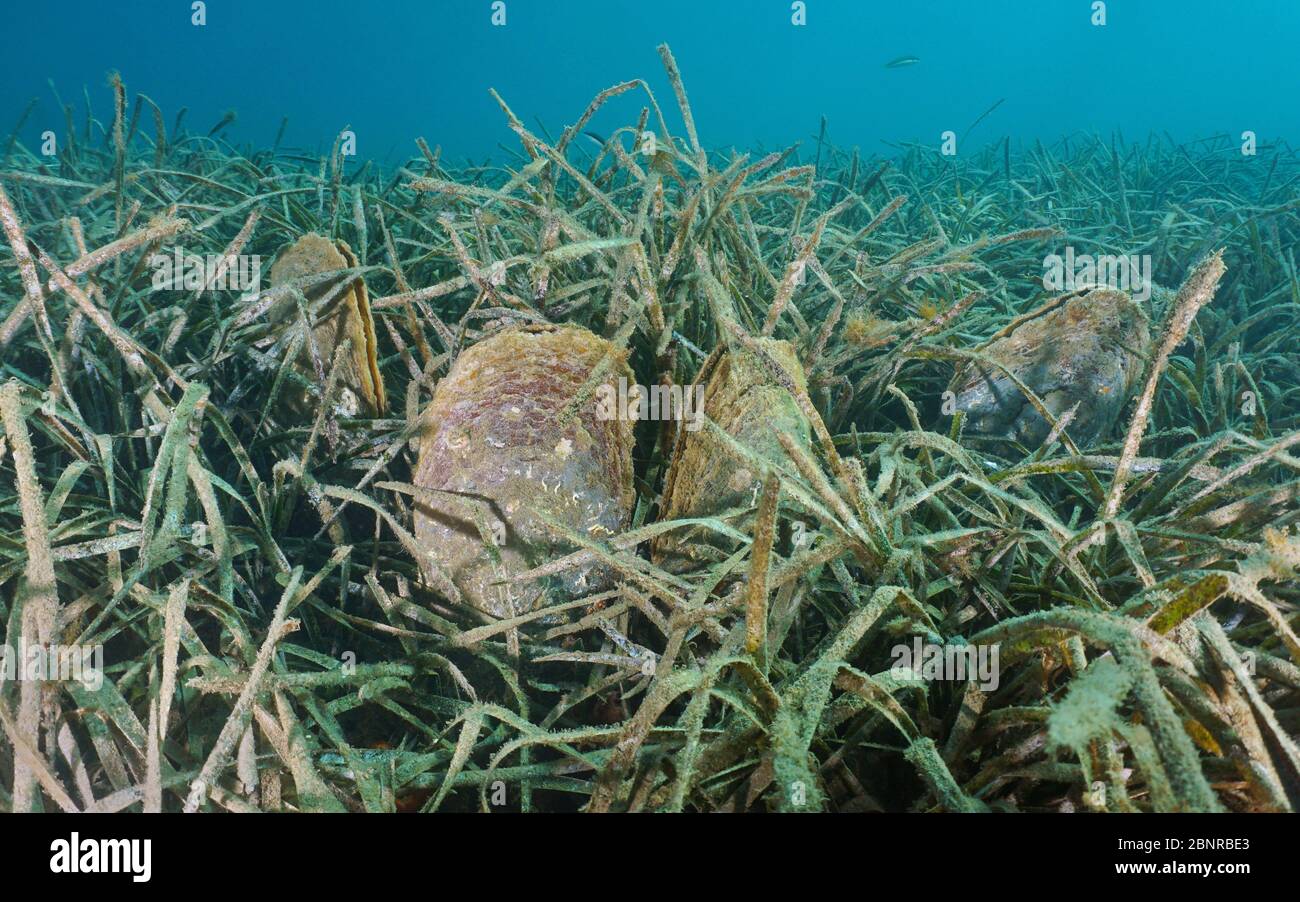 Mediterranean clams underwater, noble pen shell, Pinna nobilis, with neptune sea grass, Posidonia oceanica, France Stock Photo