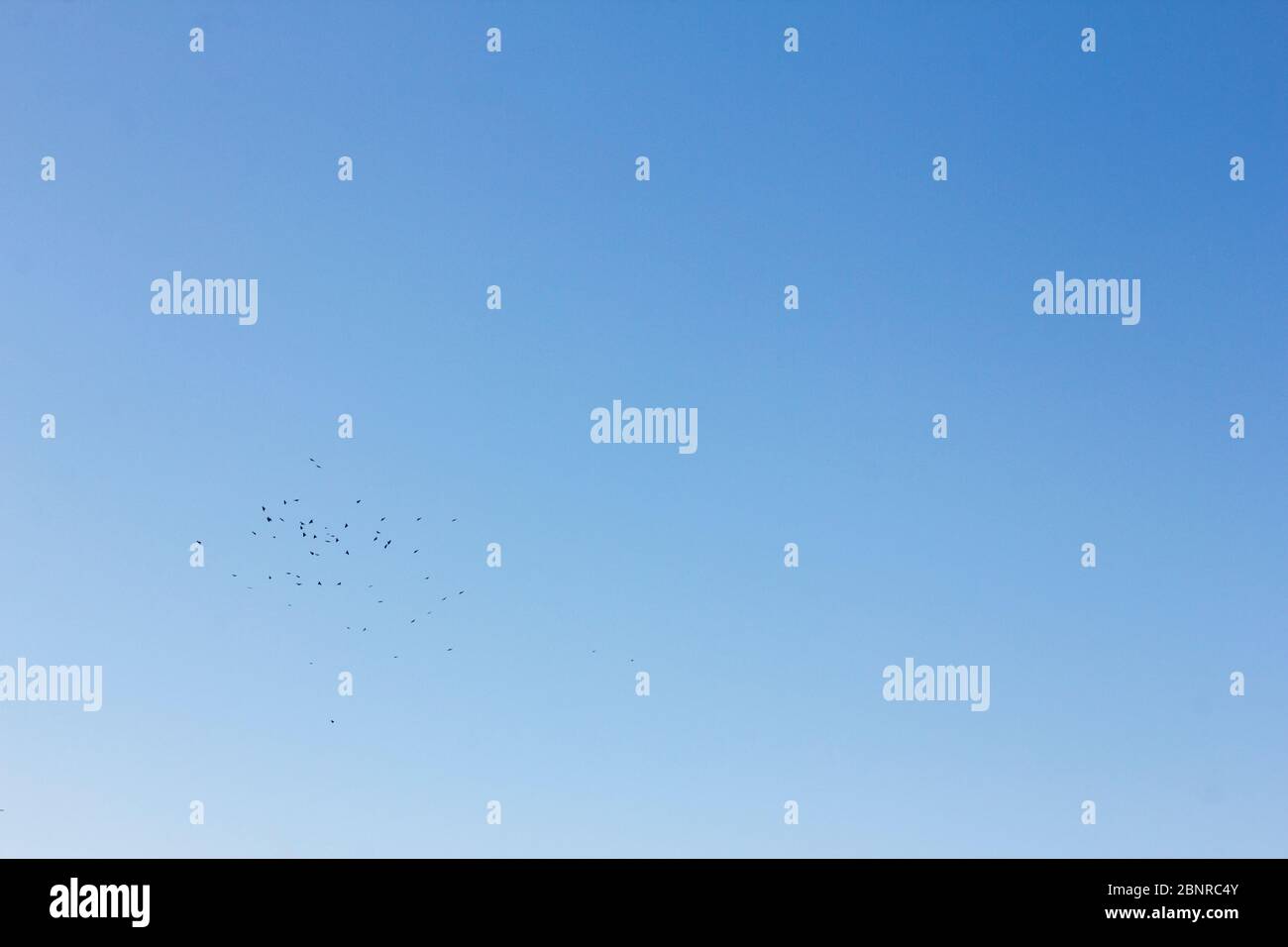 Flock of birds in the blue sky Stock Photo - Alamy