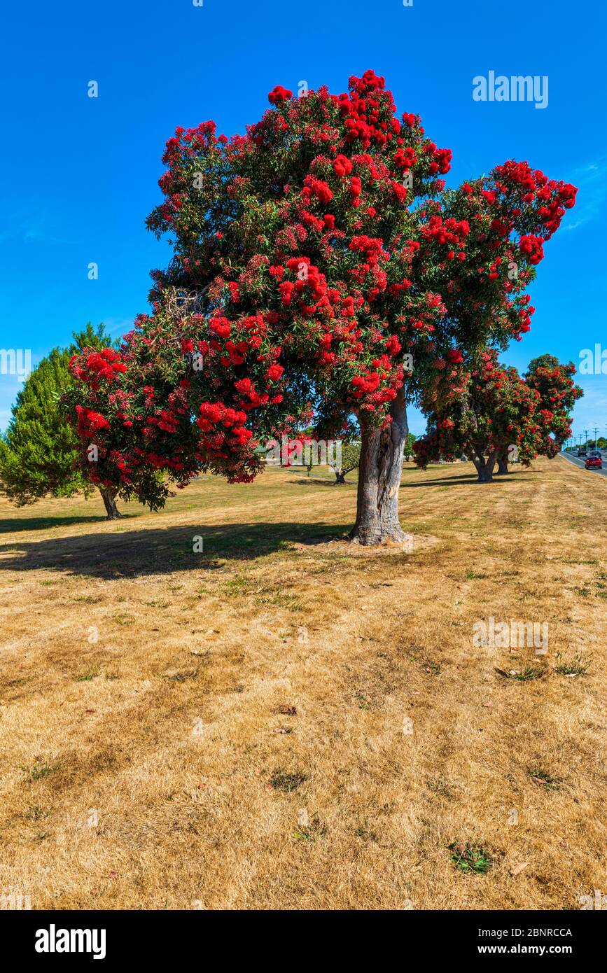 Pohutukawa tree in Kaikoura in New Zealand Stock Photo