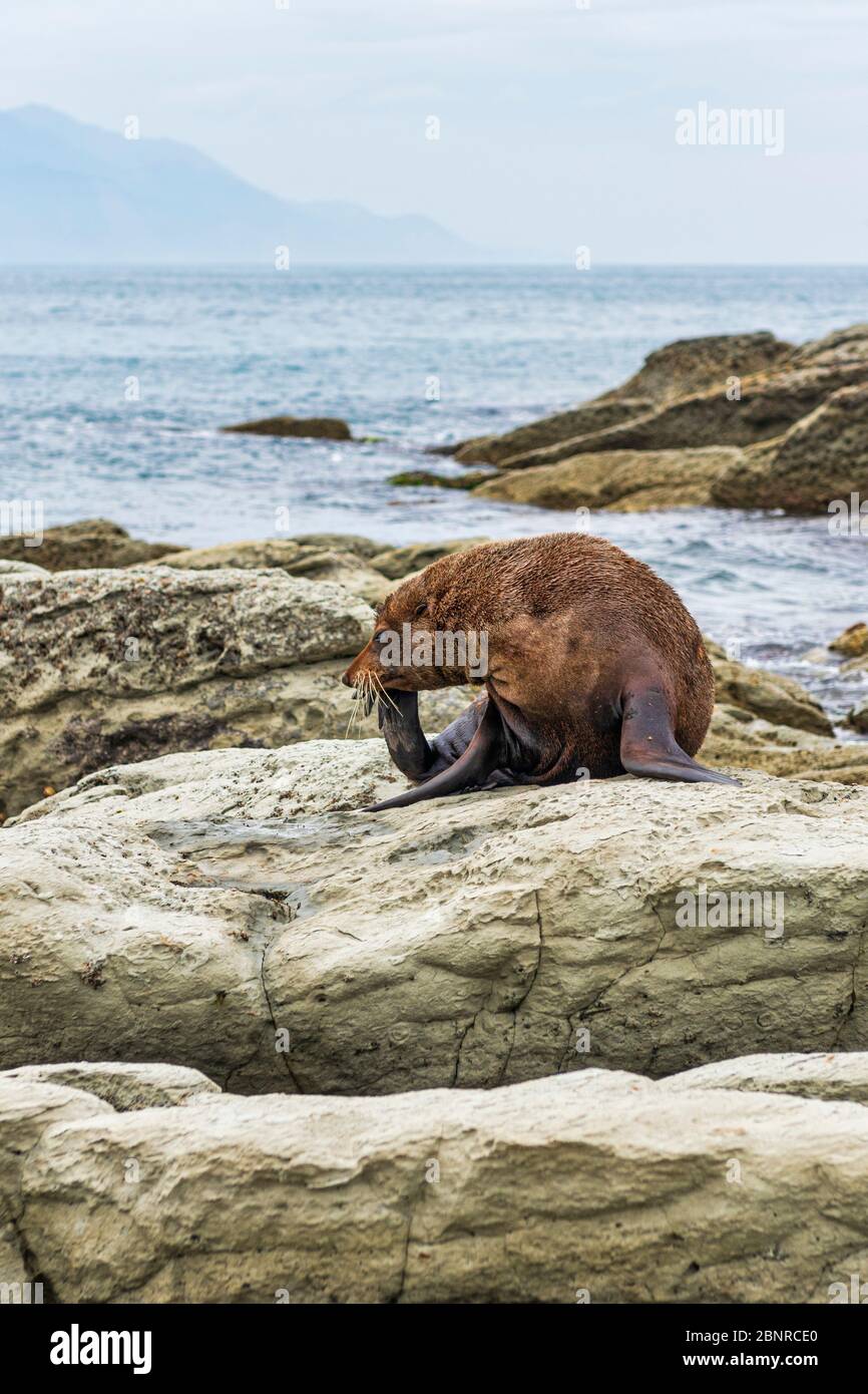A wild fur seal (kekeno) resting on the rocks at Kaikoura in New Zealand. Stock Photo