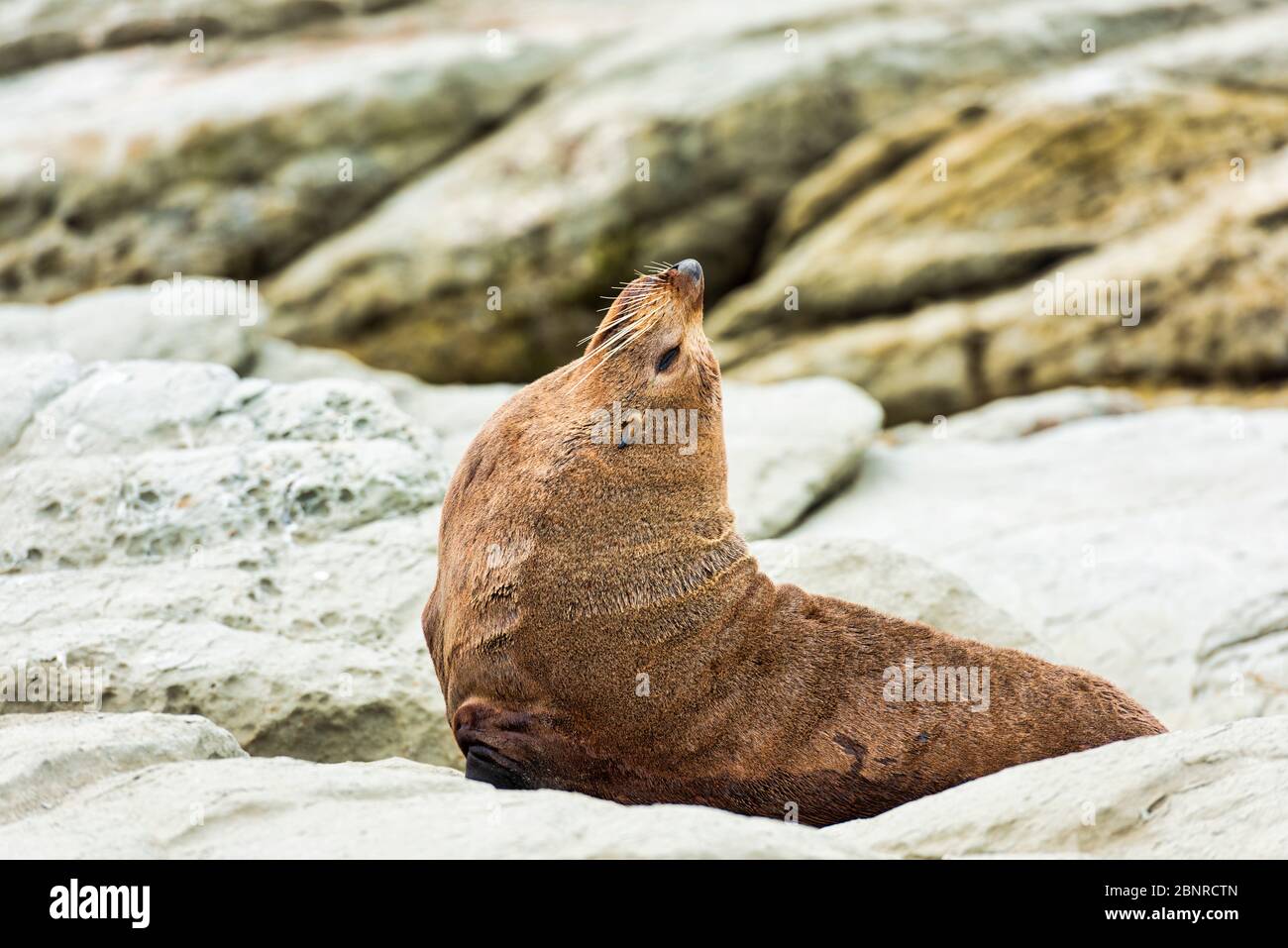 A wild fur seal (kekeno) resting on the rocks at Kaikoura in New Zealand. Stock Photo