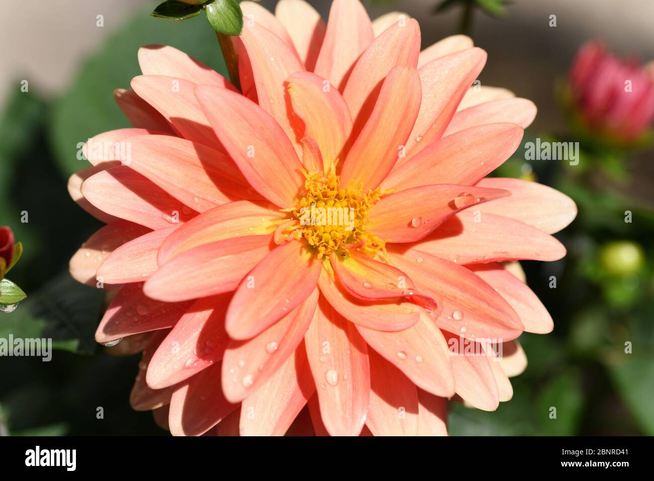 Pink dahlia shining in the afternoon sunshine Stock Photo