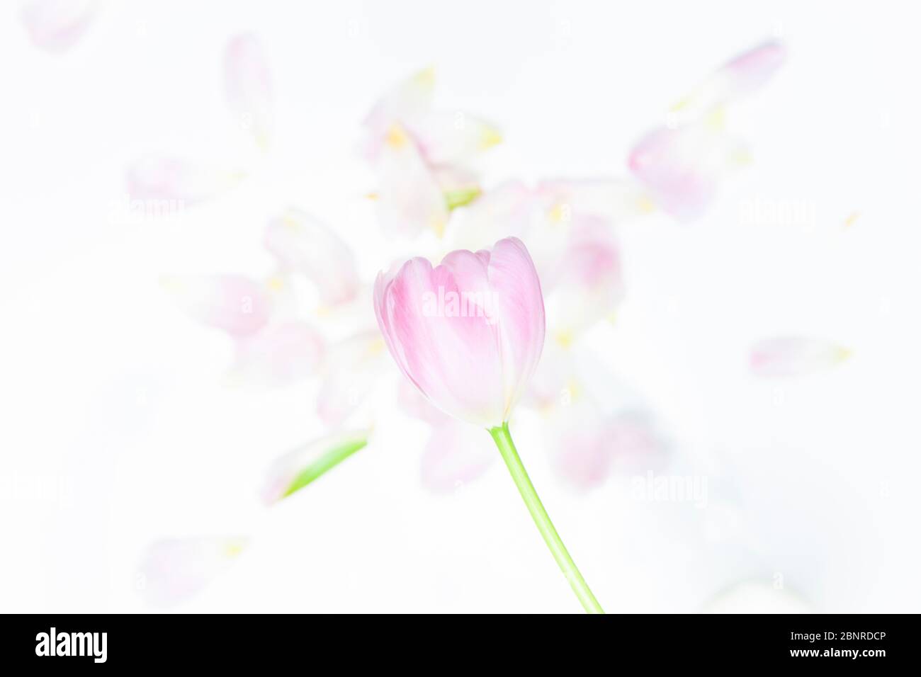 Petals of a tulip, flatlay Stock Photo
