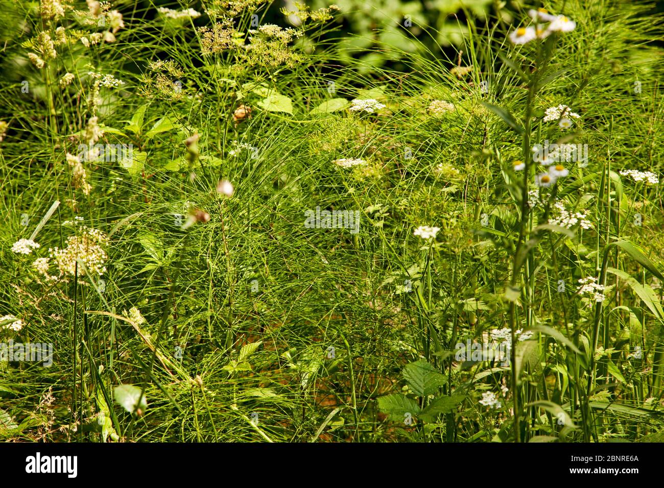 Wild grasses, meadow, province of Bologna, Italy Stock Photo Alamy