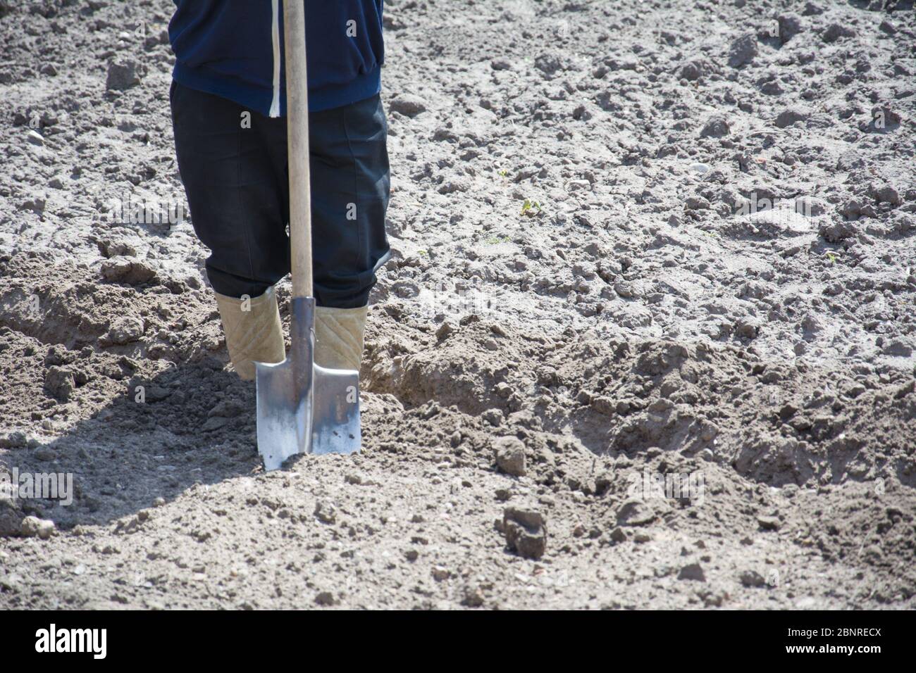 Gardener digging in a garden with a spade. Worker digs the black soil with shovel in the vegetable garden. Soil preparing for planting in spring. Gard Stock Photo