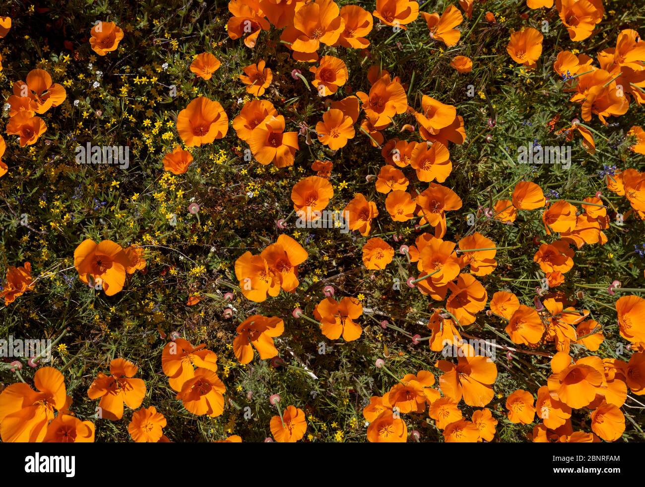 Orange poppies and other wild flowers grow in the green fields of a southern California spring