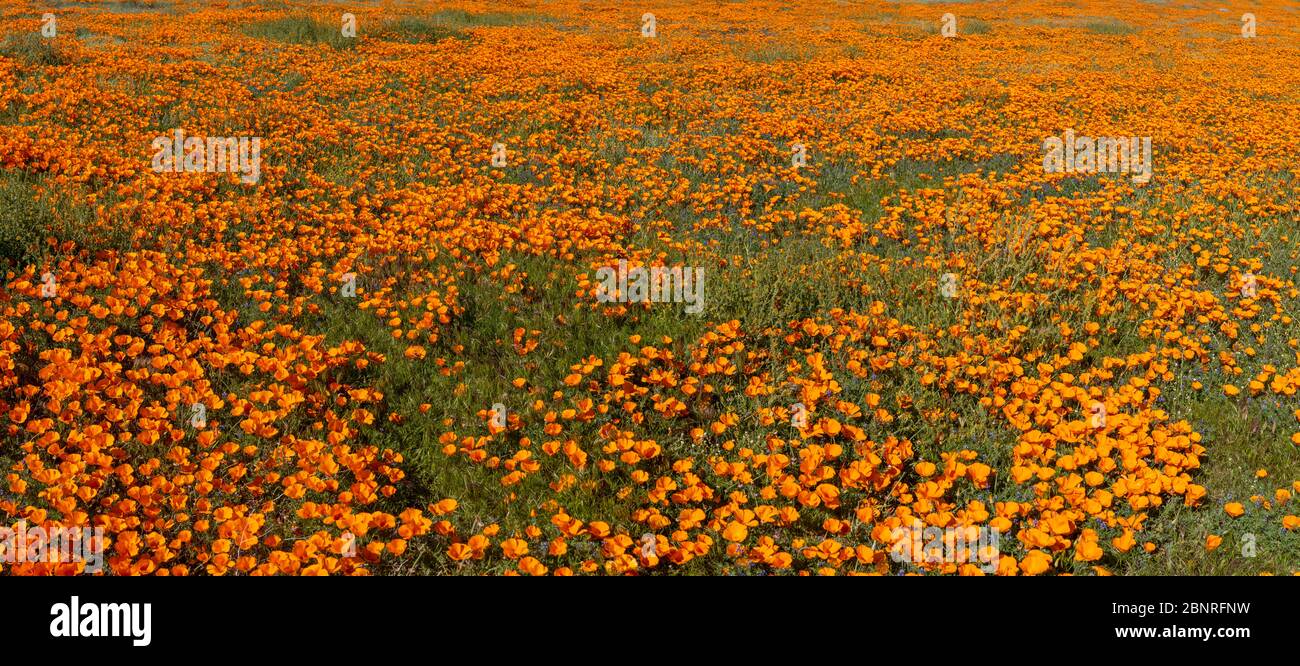 Poppies poppy flower fields hi-res stock photography and images - Alamy