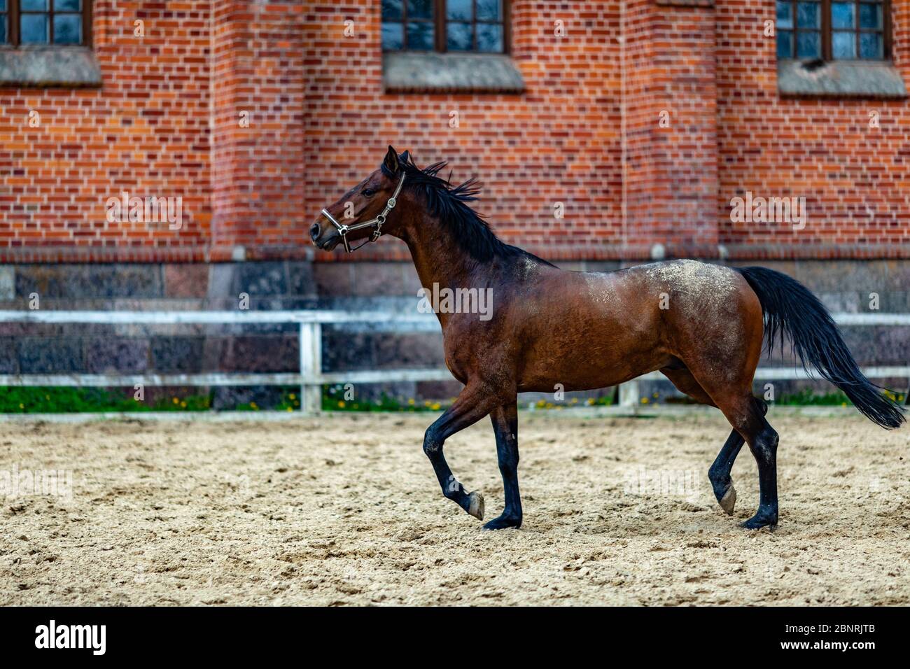Beautiful sport brown horse running in the paddock. Portrait of chestnut  stallion horse galloping in big paddock in the spring afternoon on a stud  far Stock Photo - Alamy