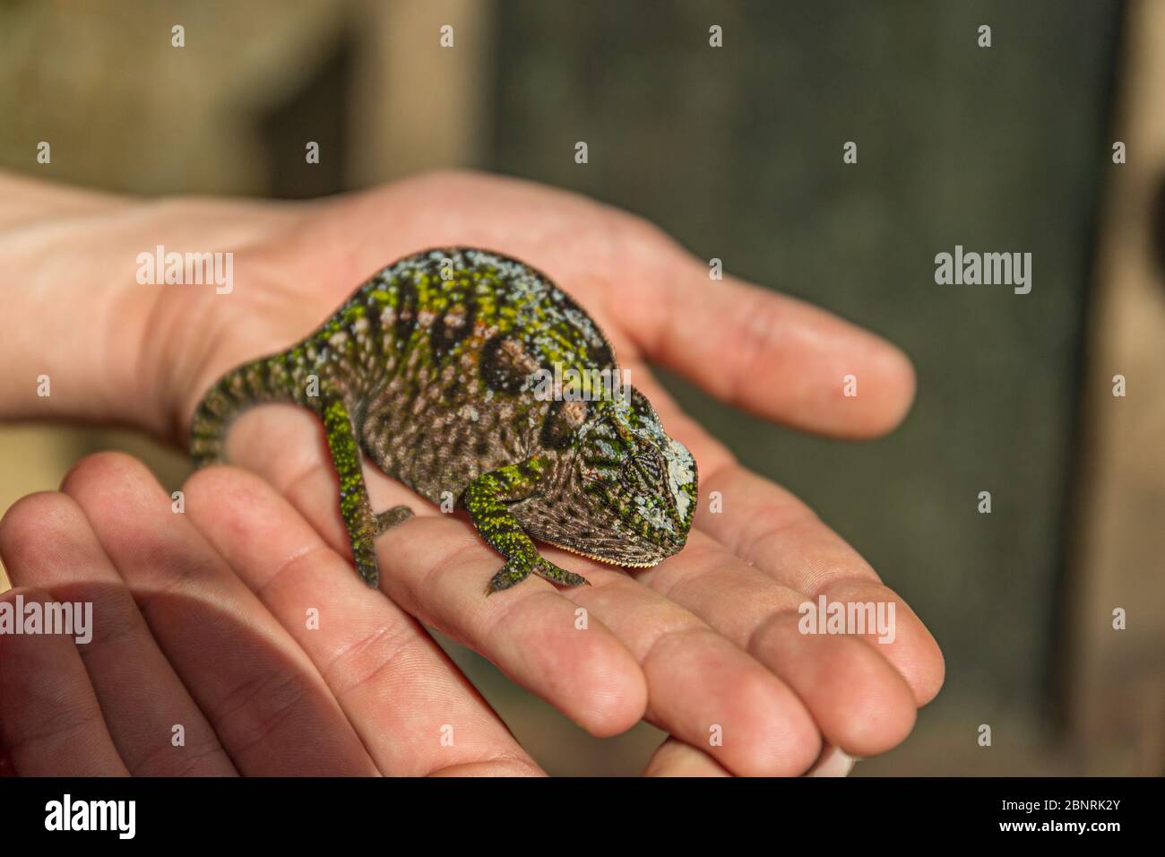 Multicolored chameleon sitting on a human hand Stock Photo