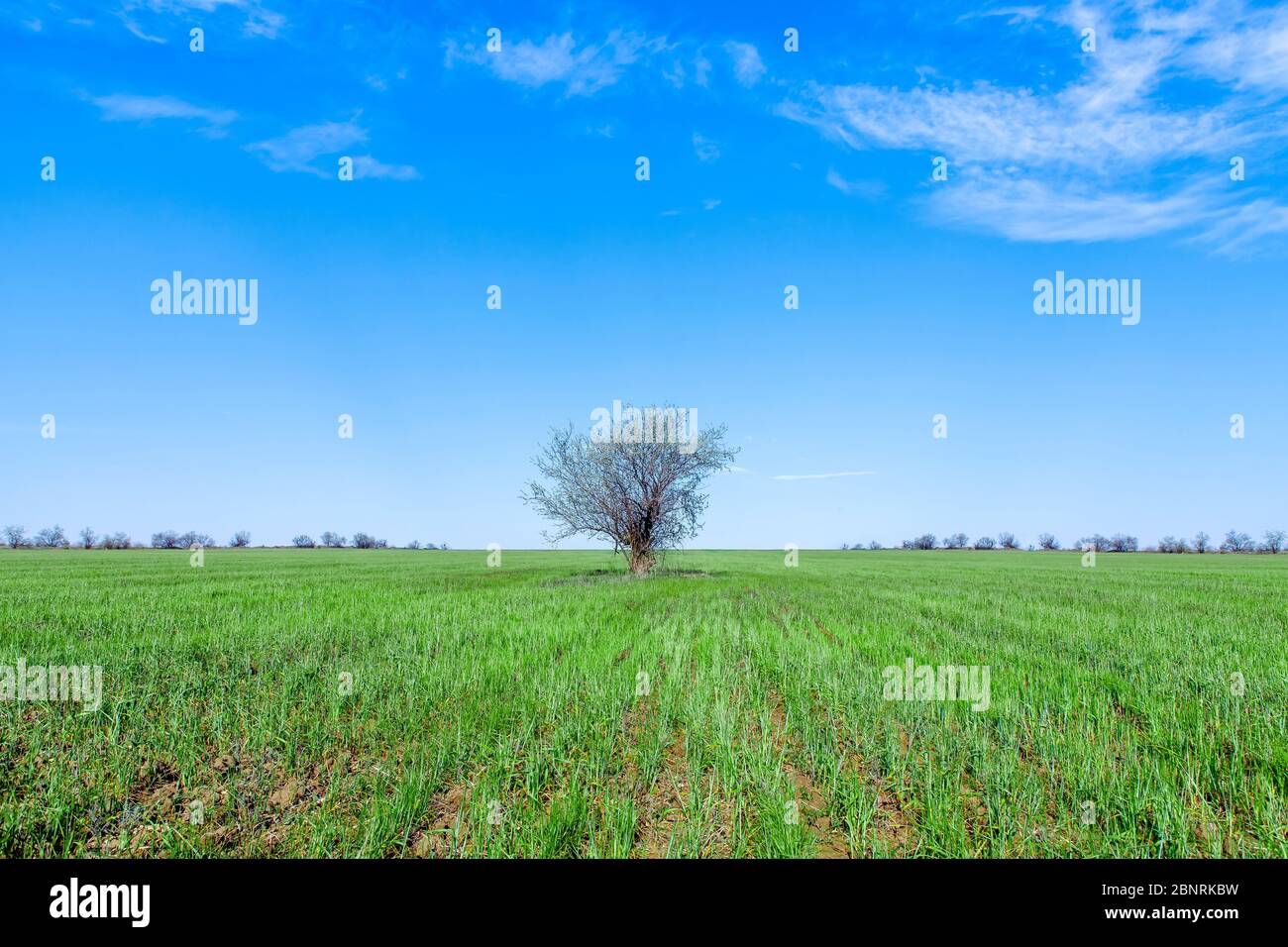 Tree standing solo hi-res stock photography and images - Alamy