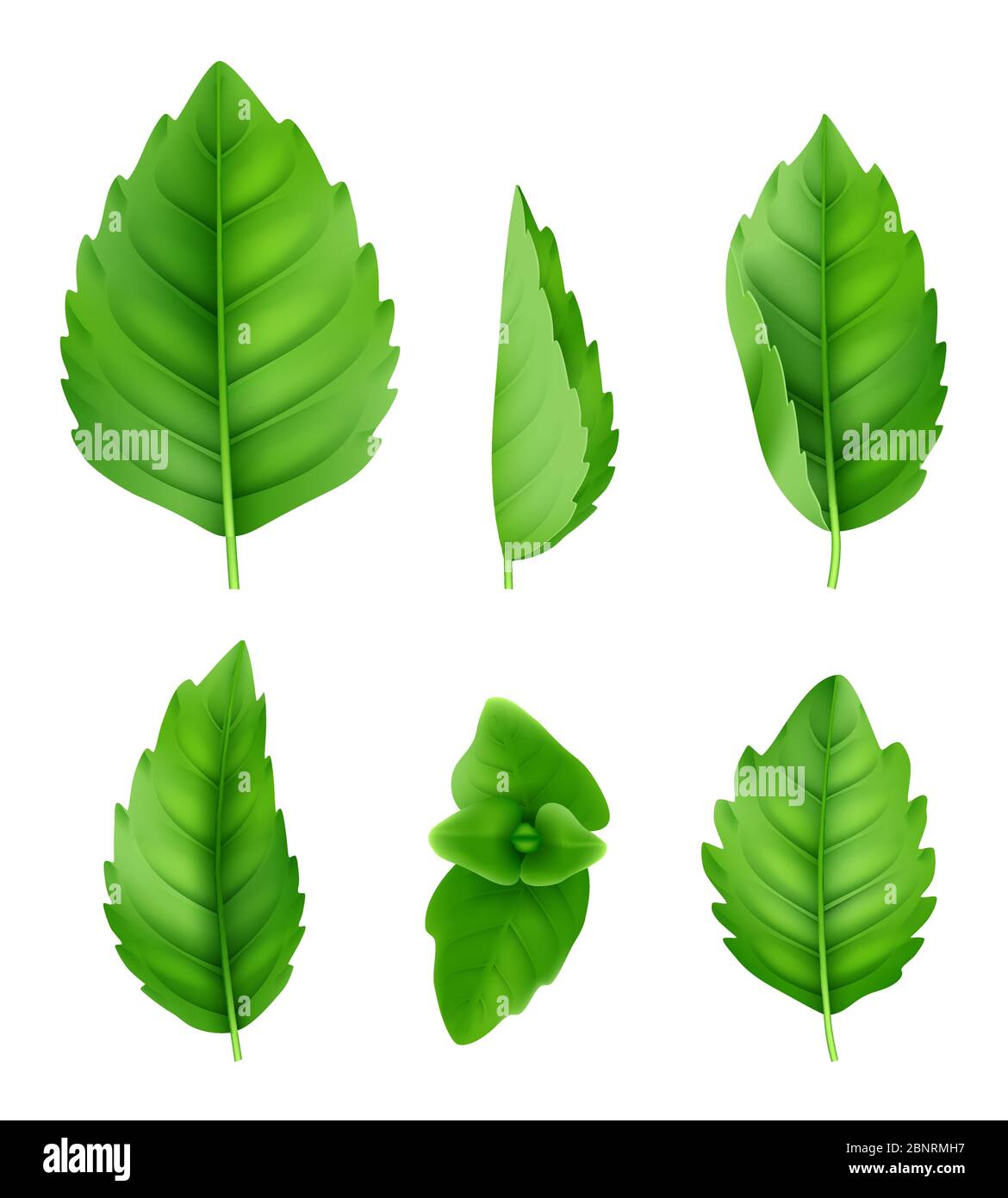 Mint leaves realistic. Closeup spearmint nature herbs fresh smell