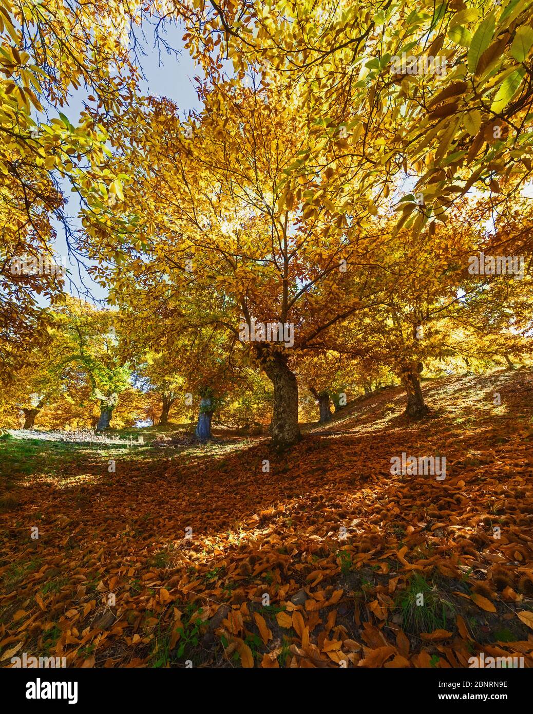 Malaga Province, Spain.  Autumn in the chestnut forests of the Valle del Genal in the Serranía de Ronda. Stock Photo
