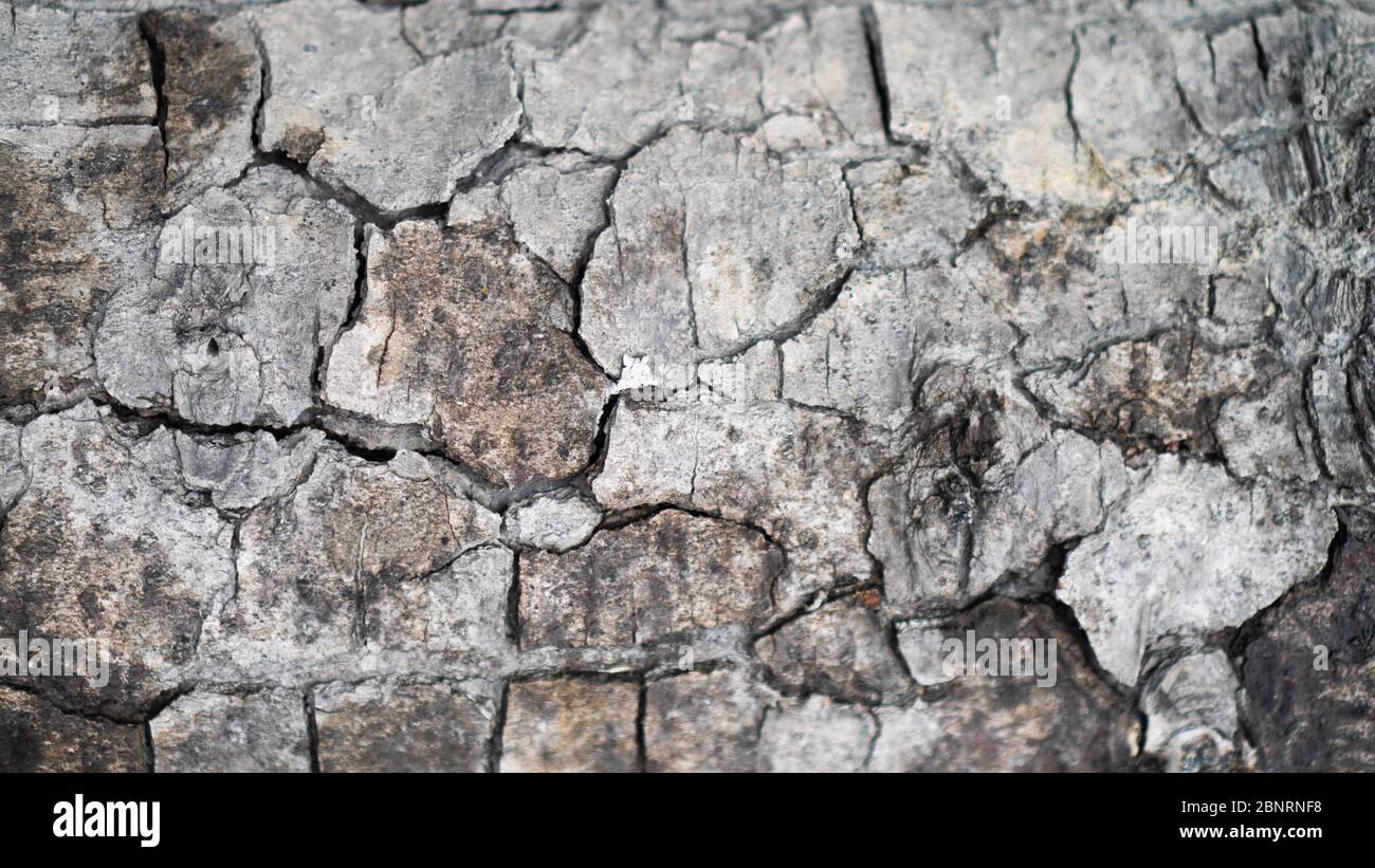 Background texture of tree bark. Skin the bark of a tree that traces cracking. Stock Photo