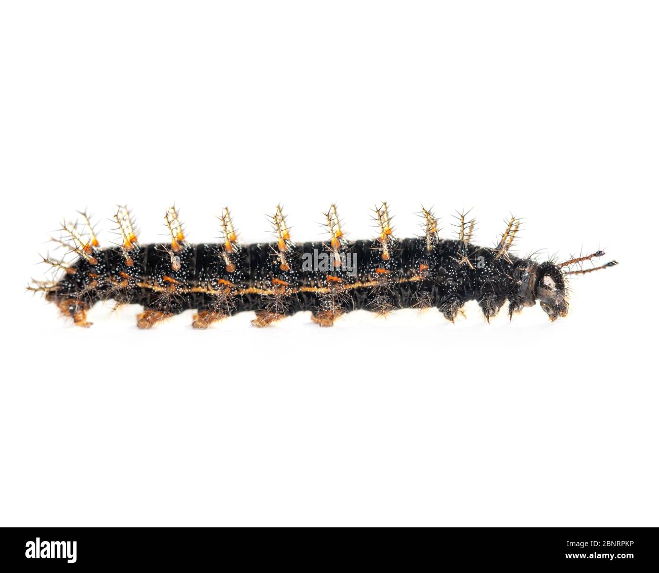 Black Orange And Yellow Worm Caterpillars Animals Isolate On White Background Imagem Stock Photo Alamy