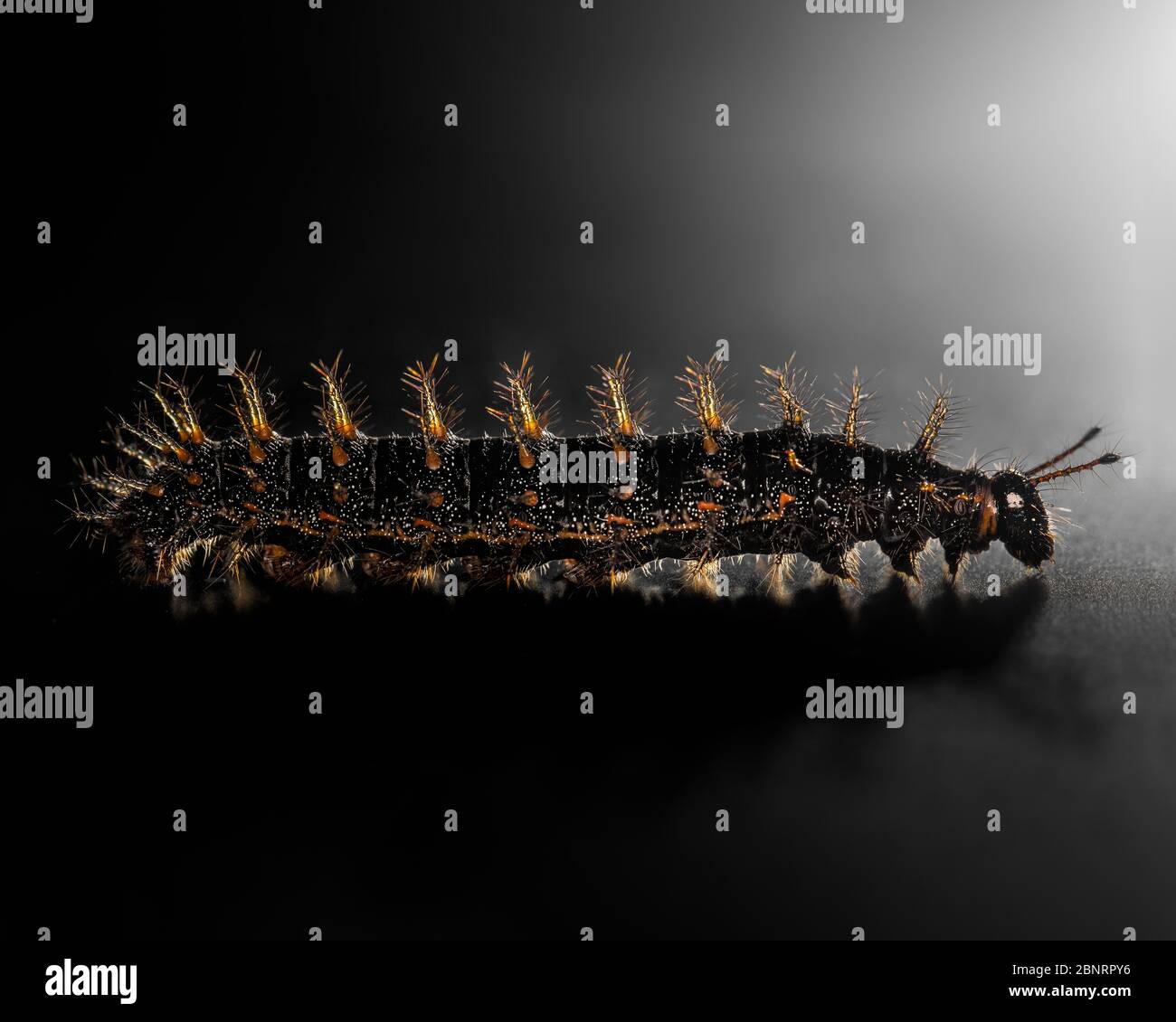 Black, orange and yellow worm caterpillars animals isolate on black