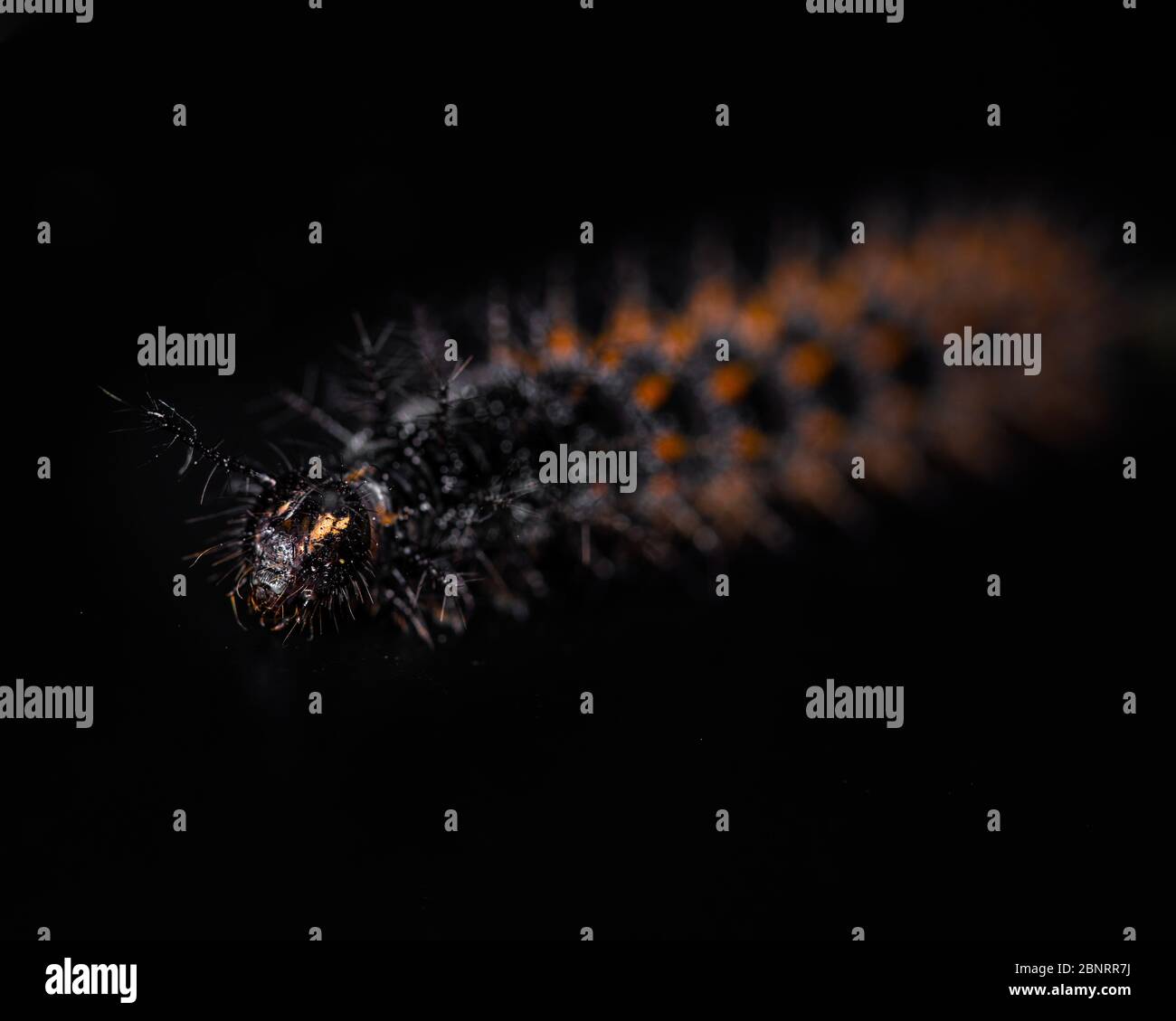 Black, orange and yellow worm caterpillars animals isolate on black background Imagem Stock