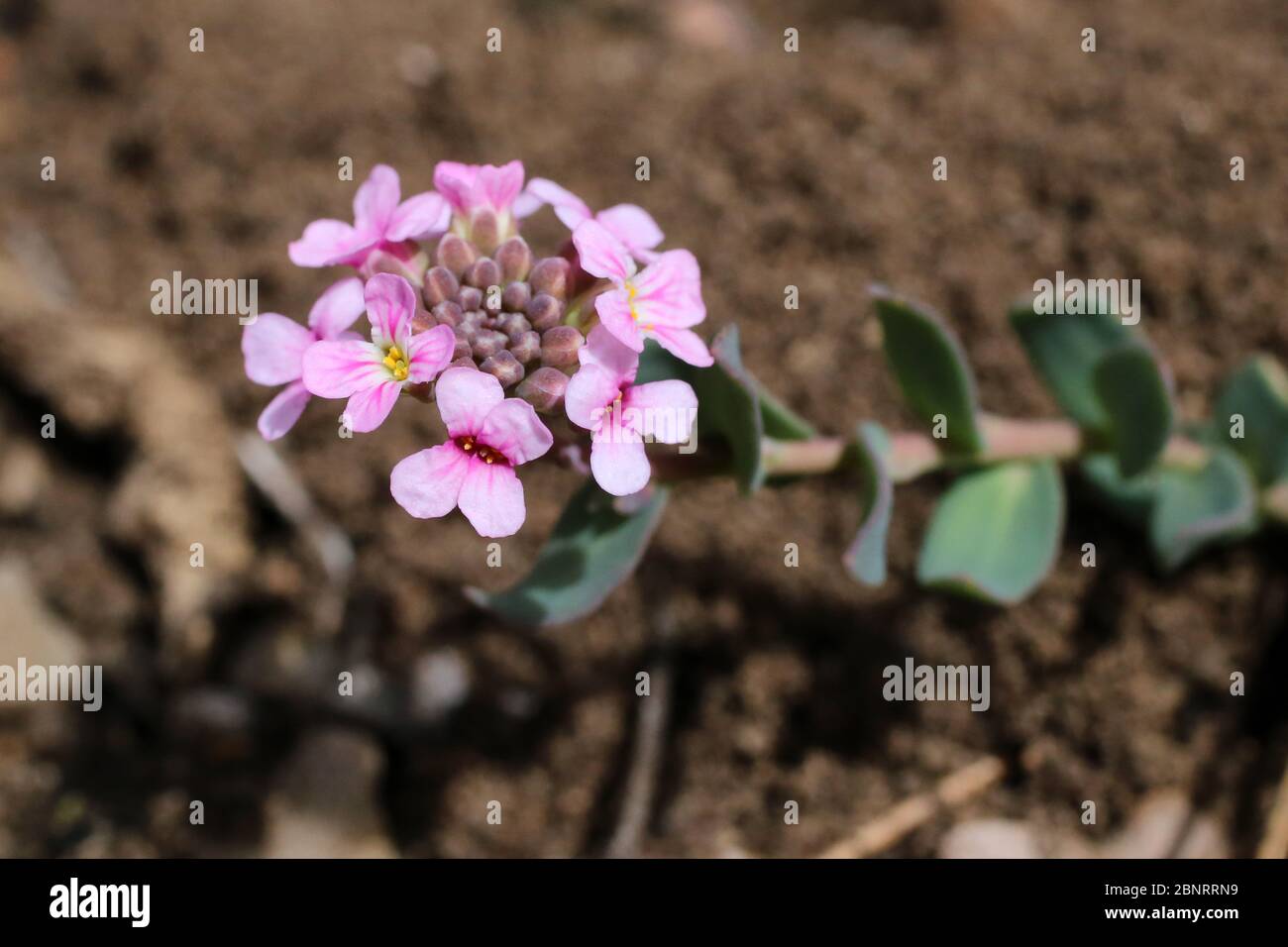 Aethionema saxatile, Stone-Cress. Wild plant shot in the spring. Stock Photo