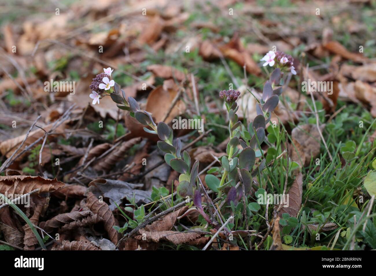 Aethionema saxatile, Stone-Cress. Wild plant shot in the spring. Stock Photo